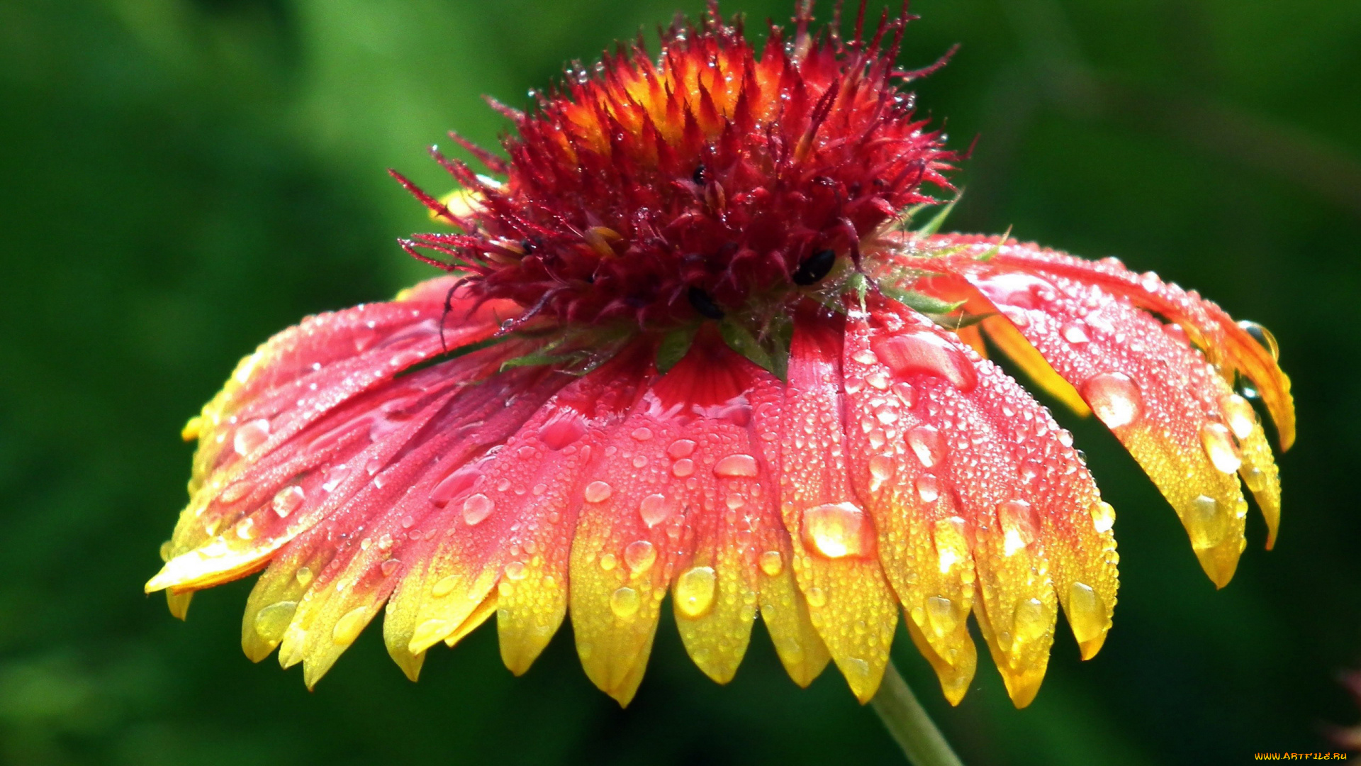 цветы, рудбекия, капли, макро
