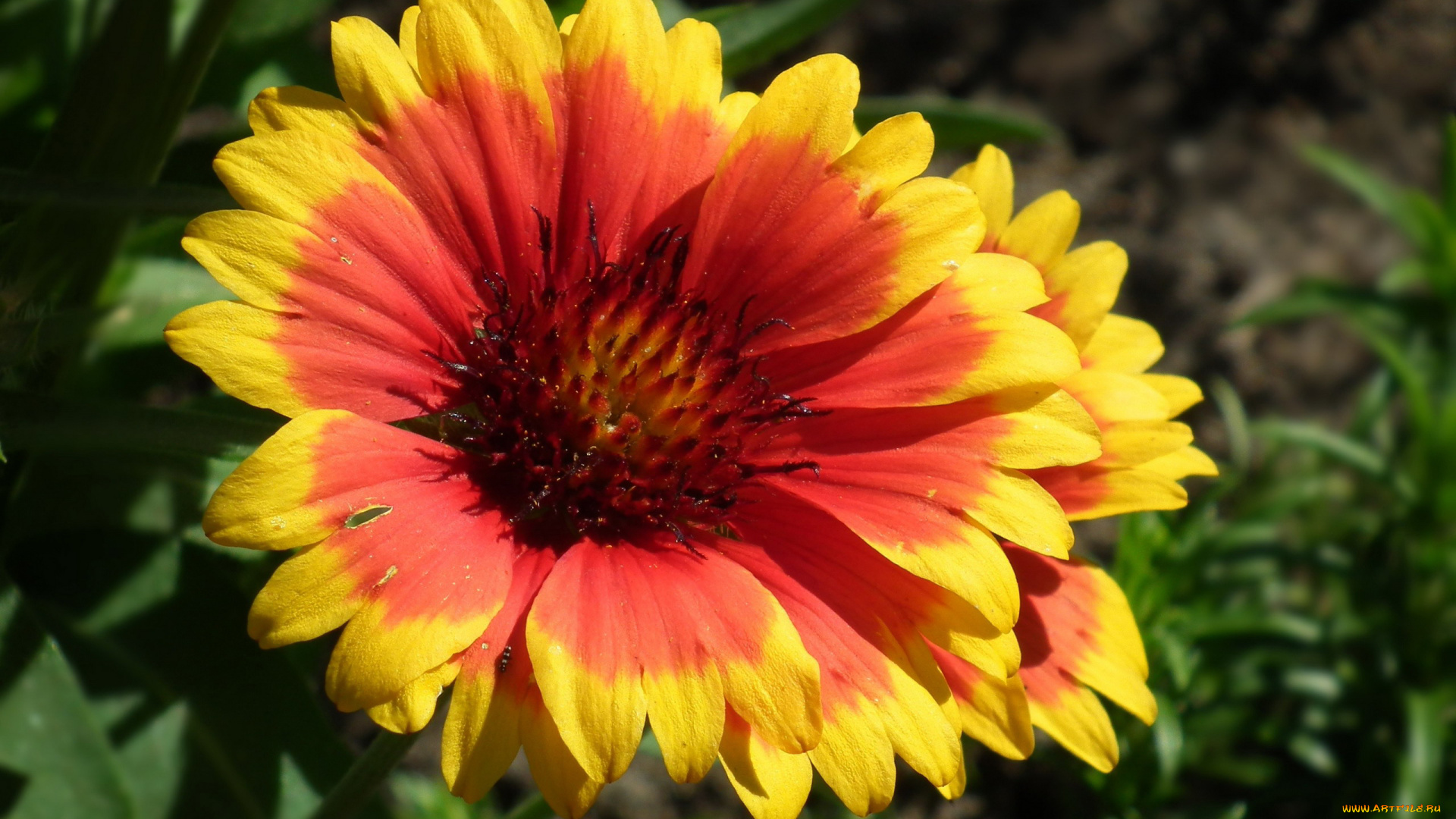 цветы, рудбекия, яркий, макро