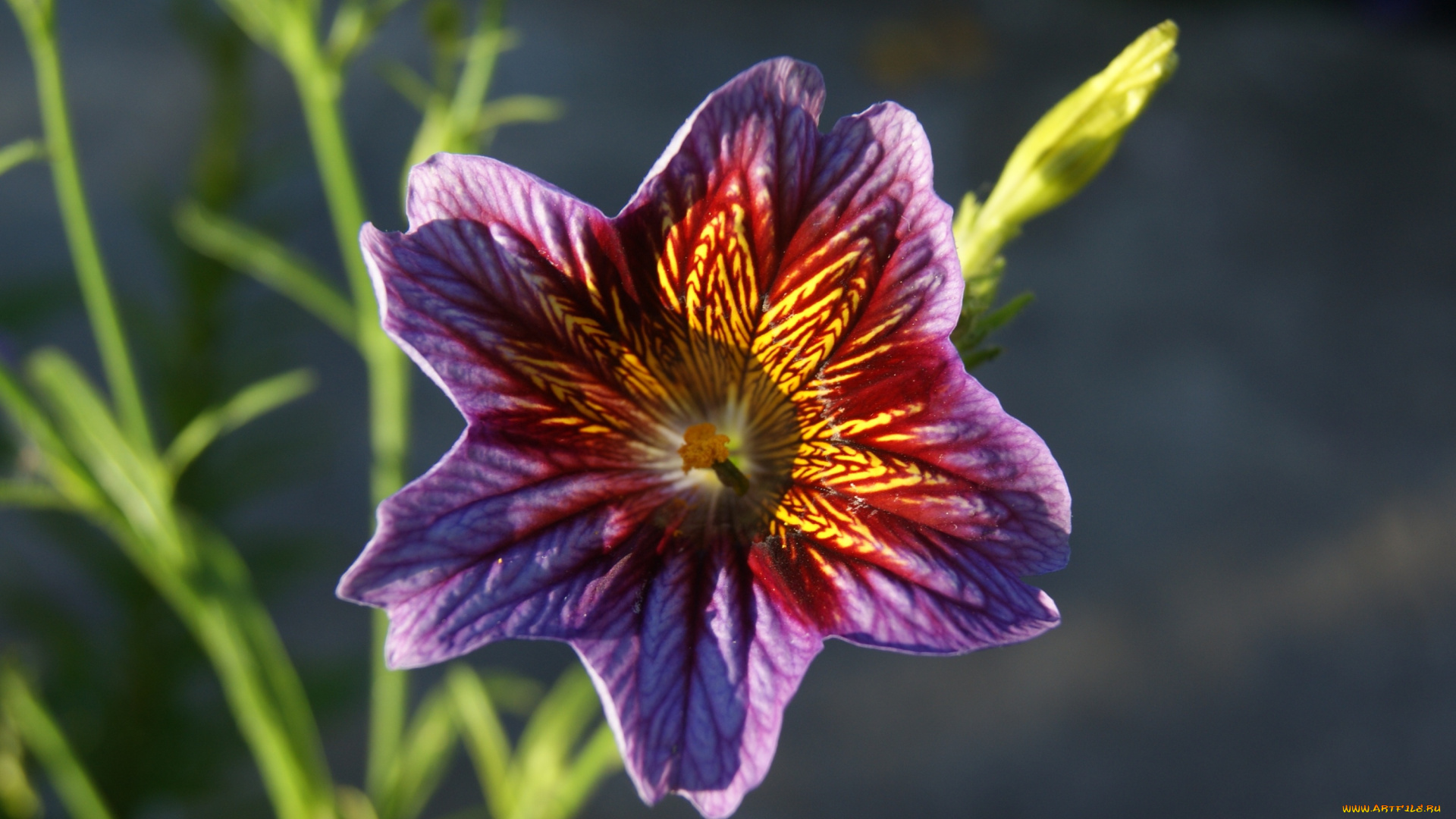 цветы, серый, фон, цветок