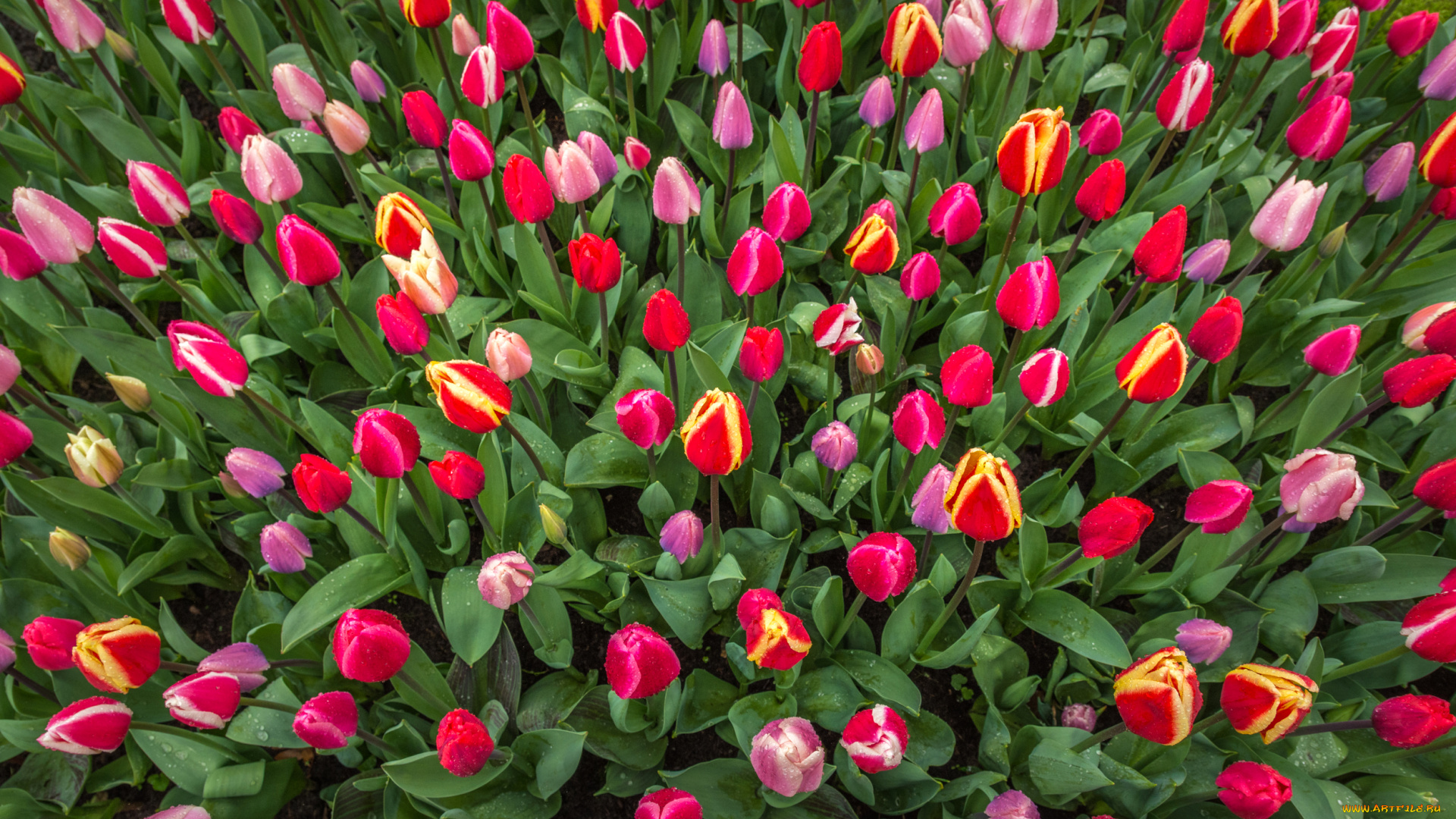 цветы, тюльпаны, бутоны