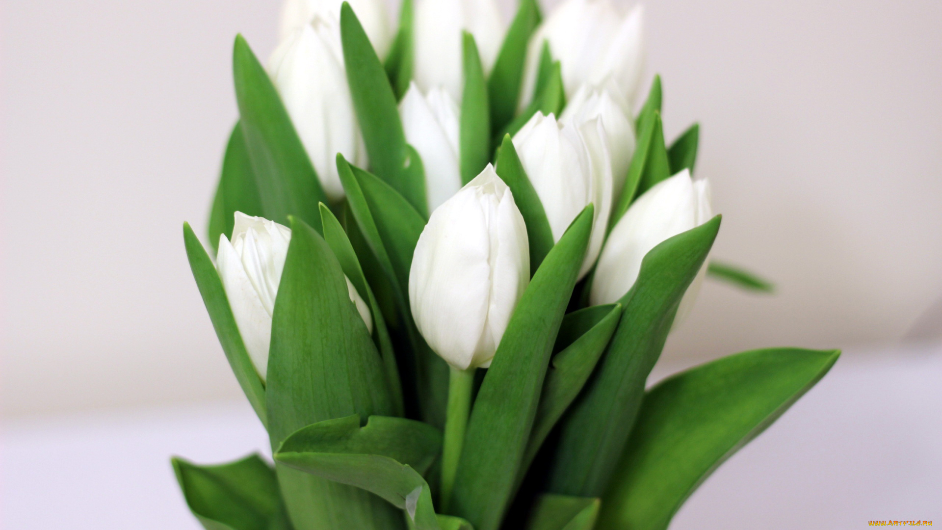 цветы, тюльпаны, бутоны, белый