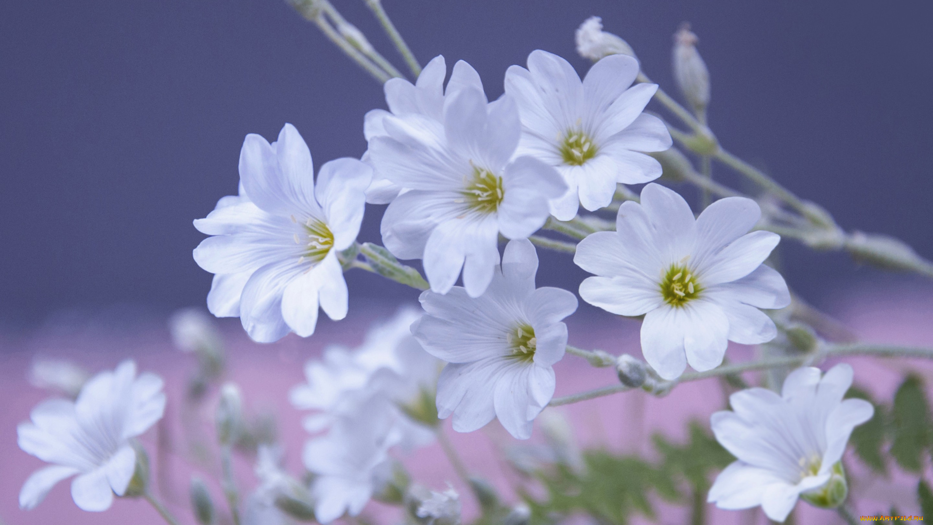 цветы, Ясколка, макро, войлочная