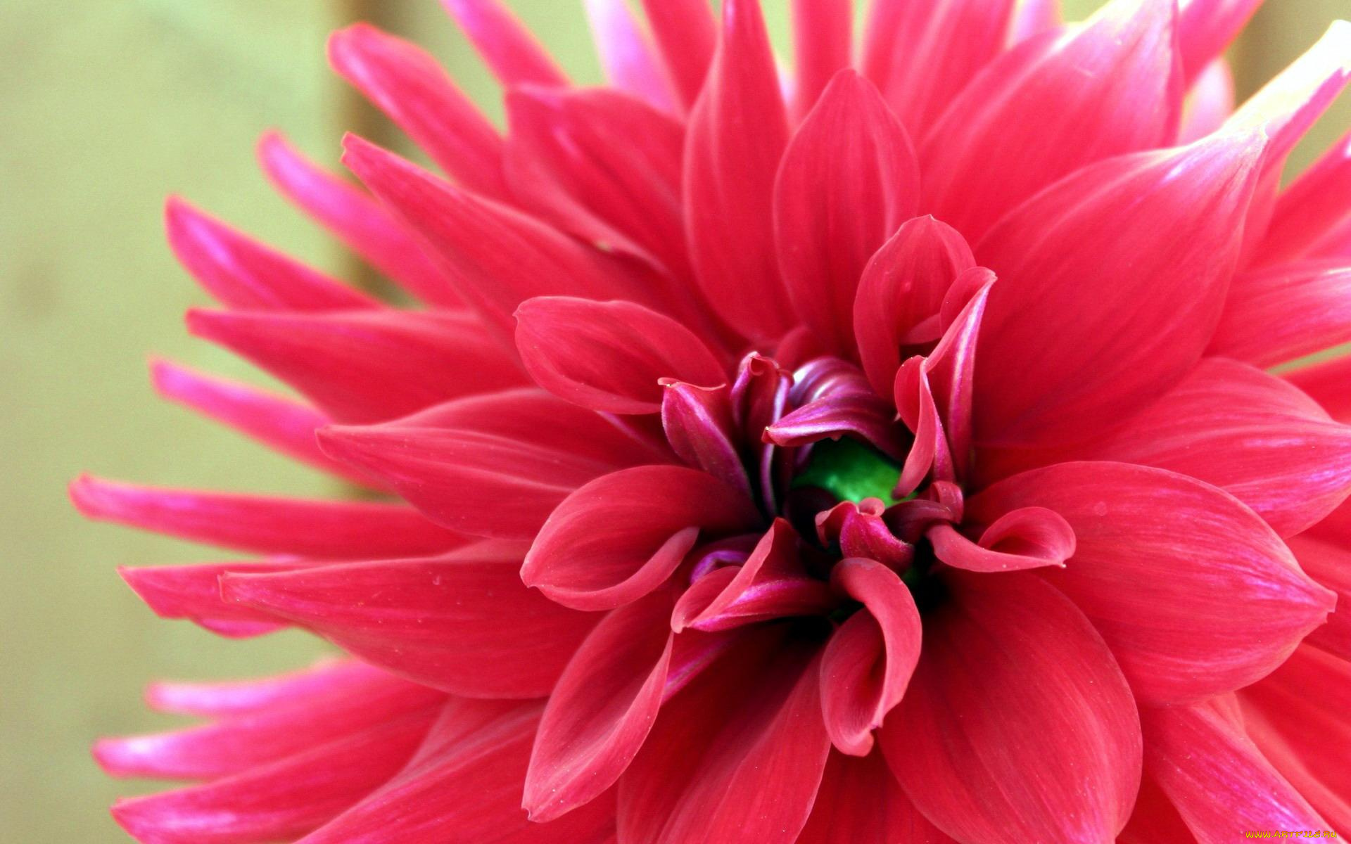 цветы, георгины, георгин, розовый, цветок, макро