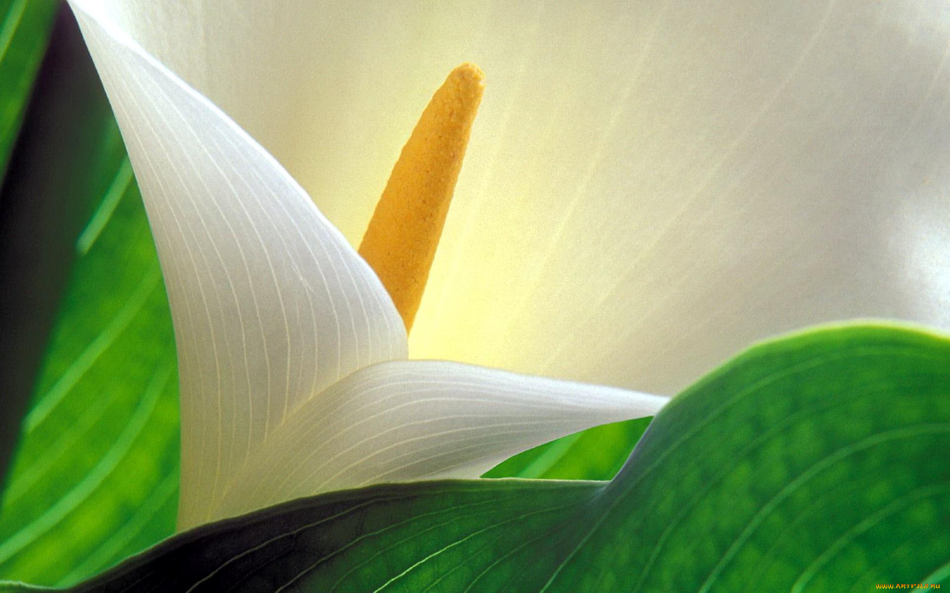 цветы, каллы, макро, листья, бутон, белый