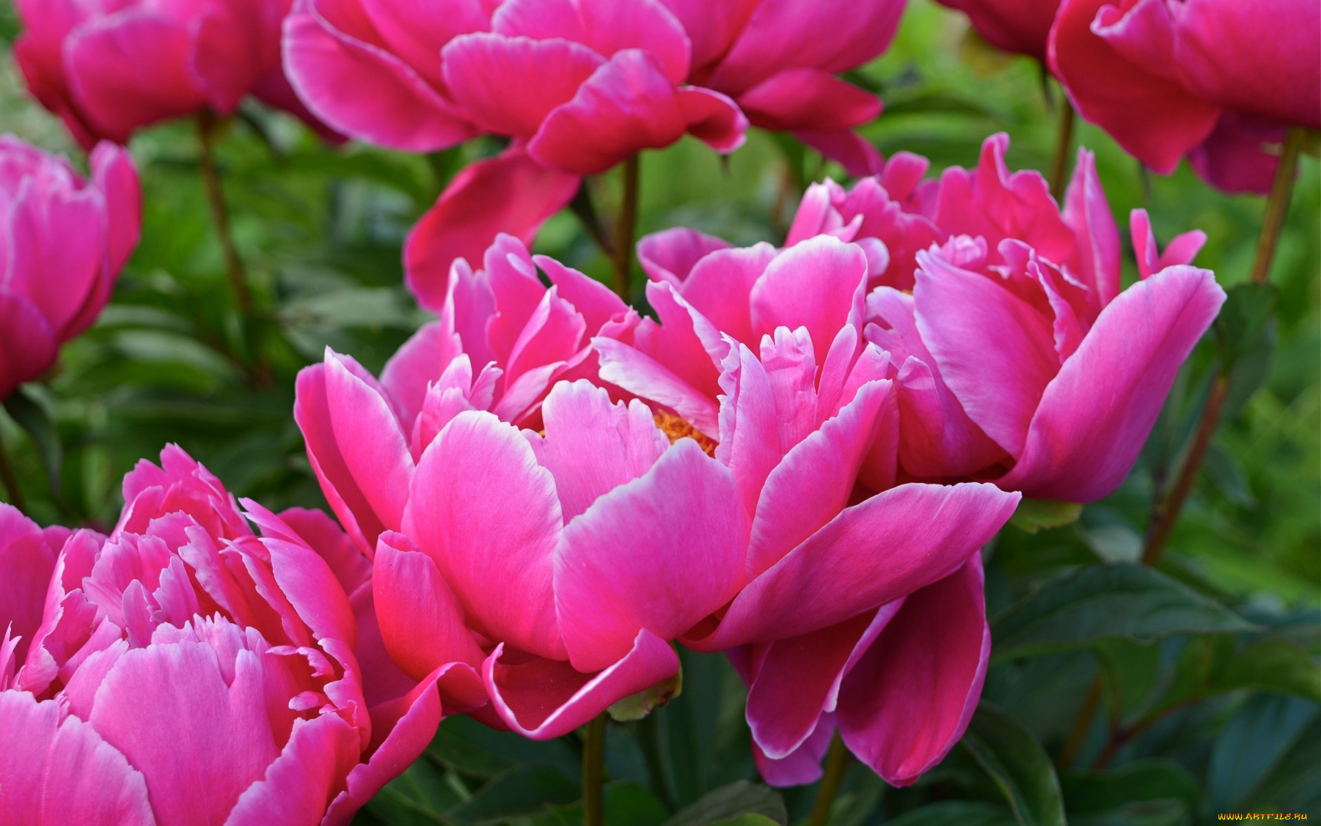 цветы, пионы