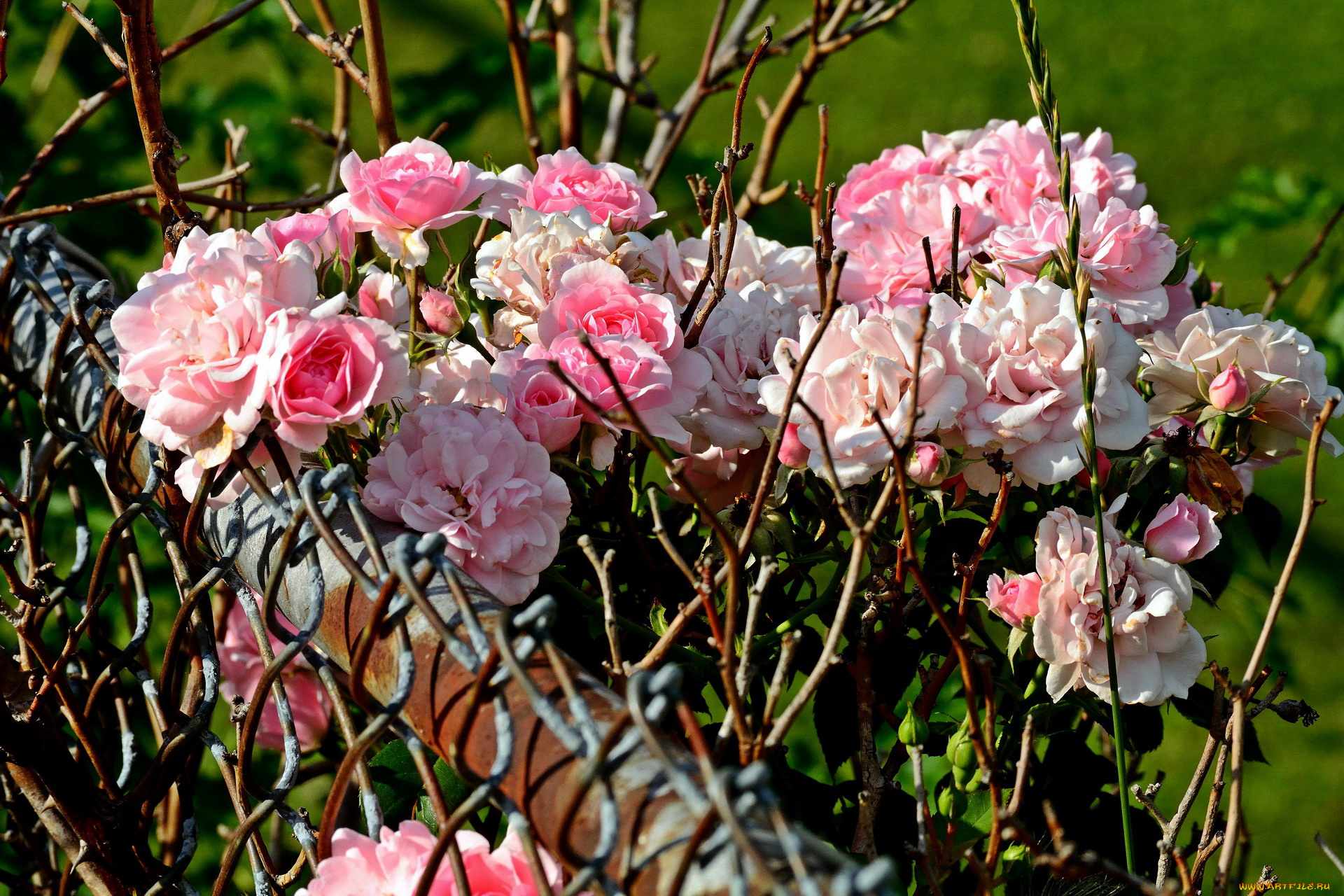цветы, розы, розовый, куст