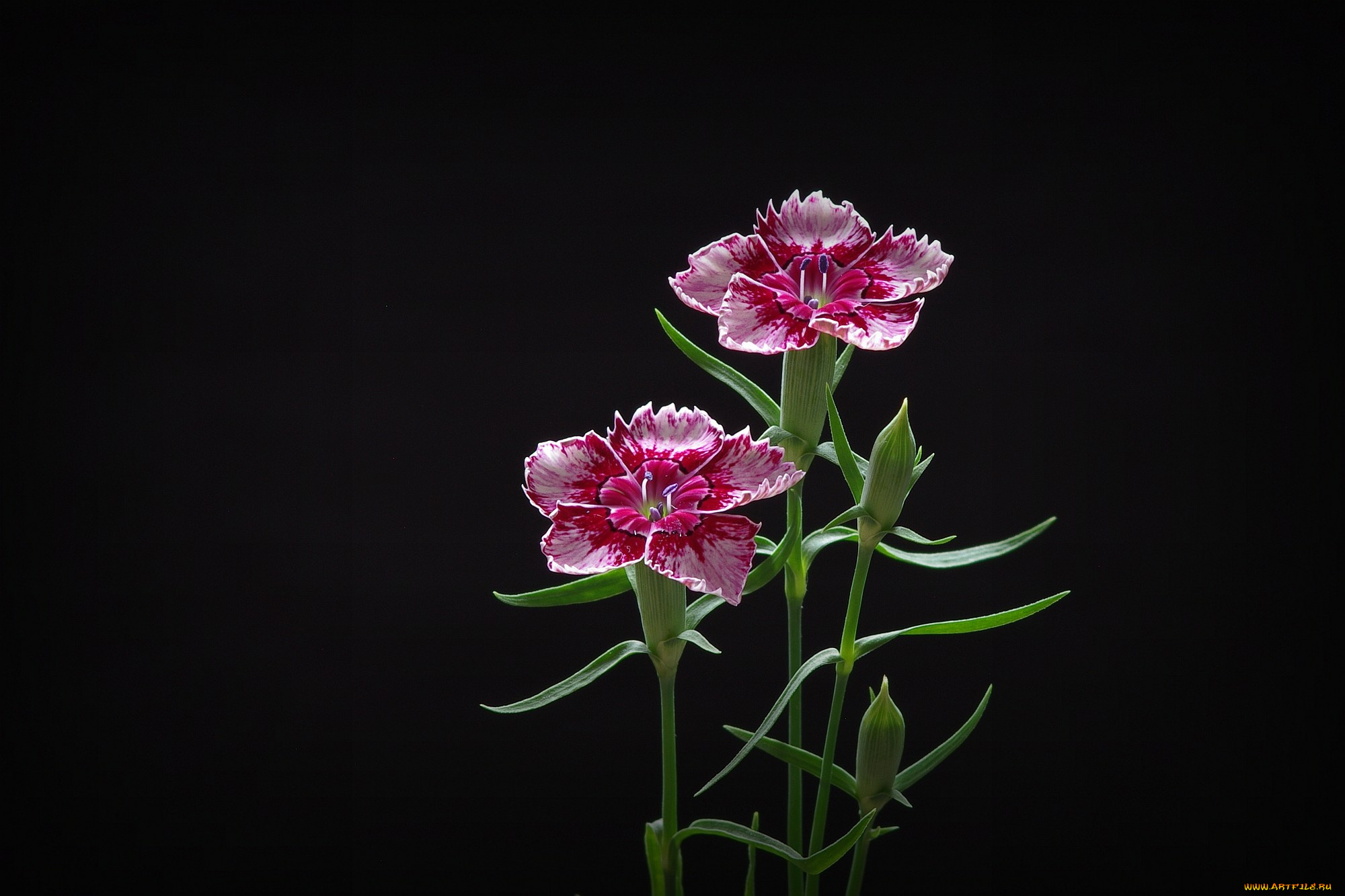 цветы, гвоздики, фон, лепестки