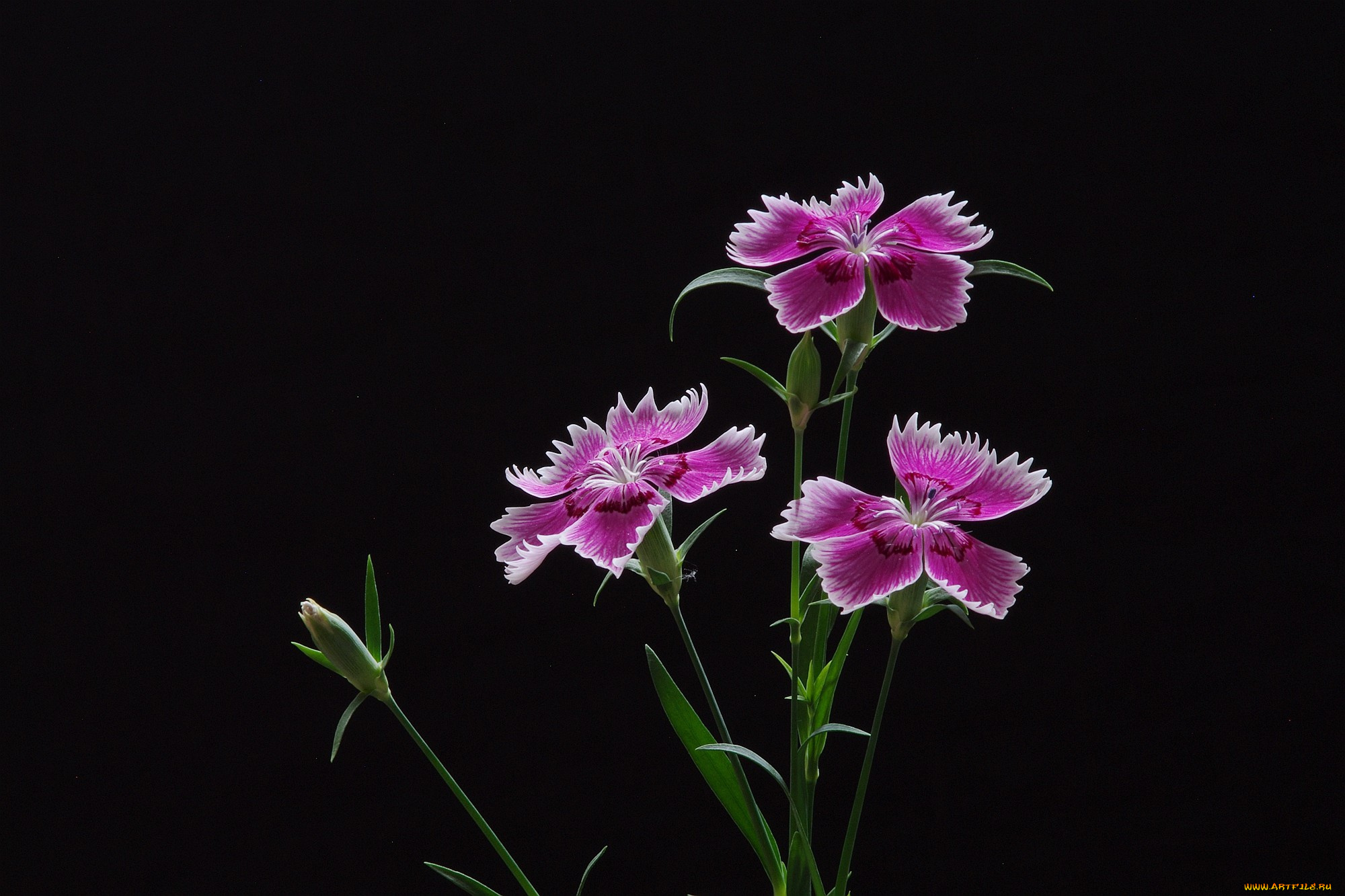 цветы, гвоздики, лепестки, фон