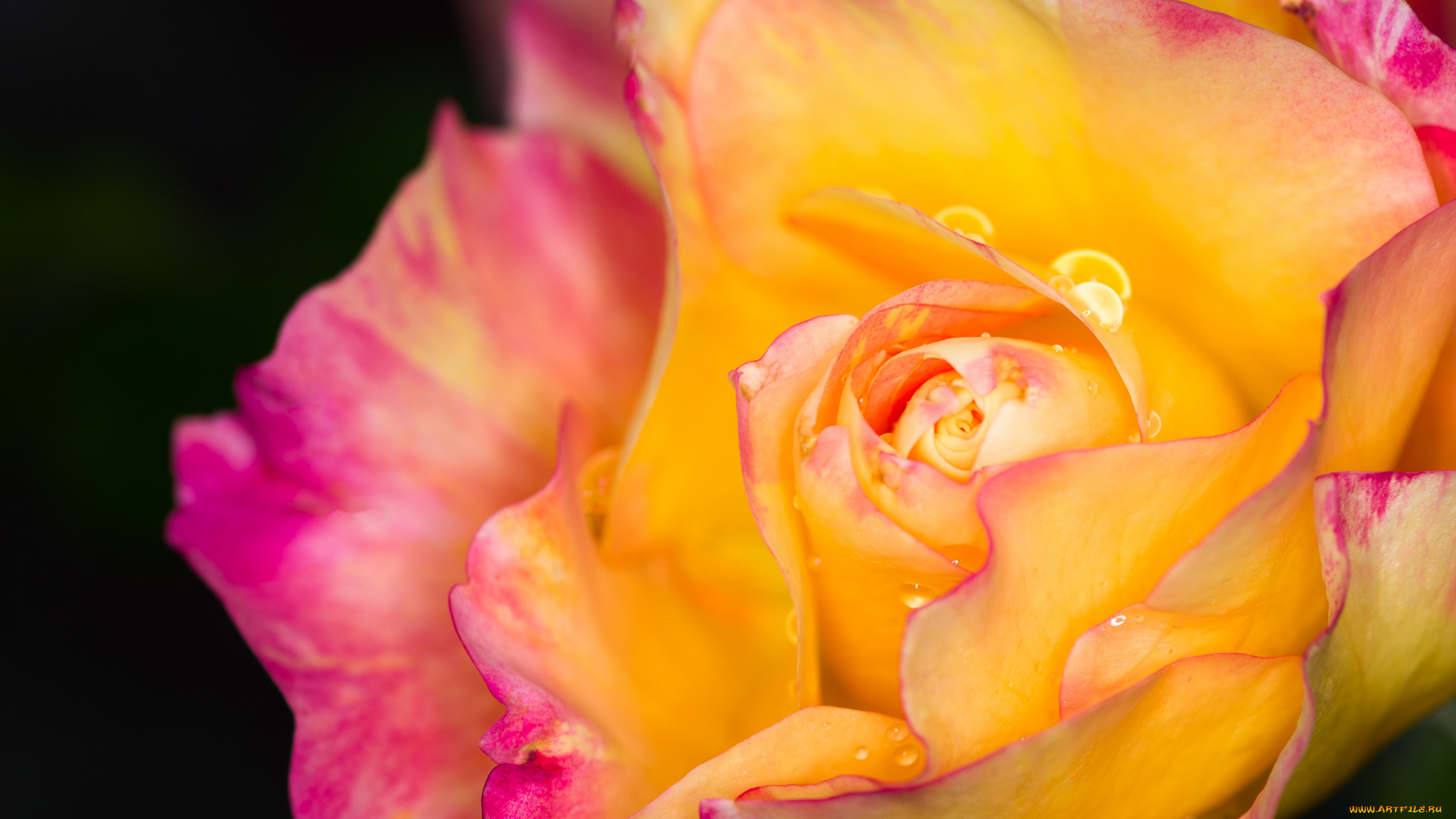 цветы, розы, фон, макро, капли, роза, лепестки