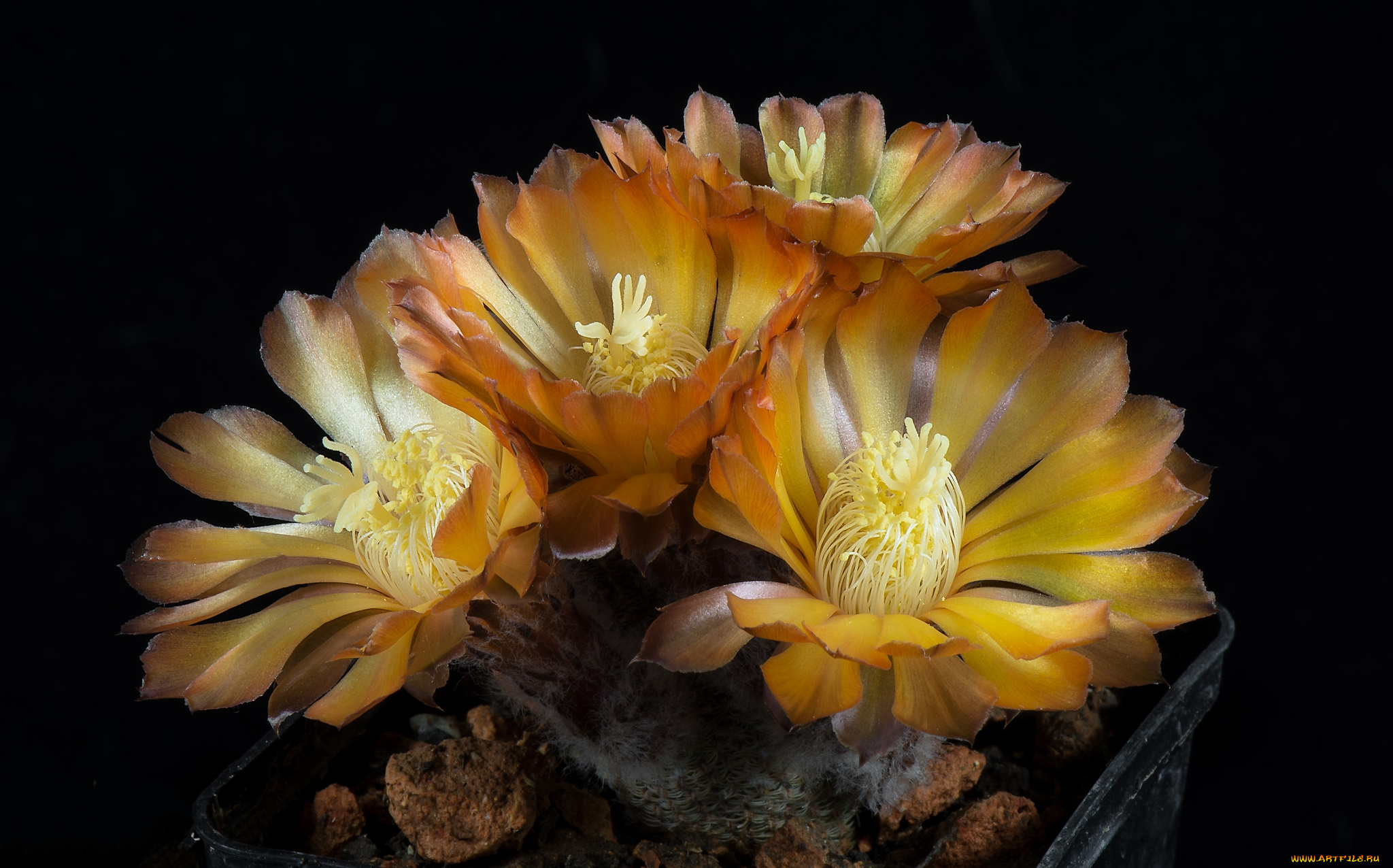 цветы, кактусы, цветок