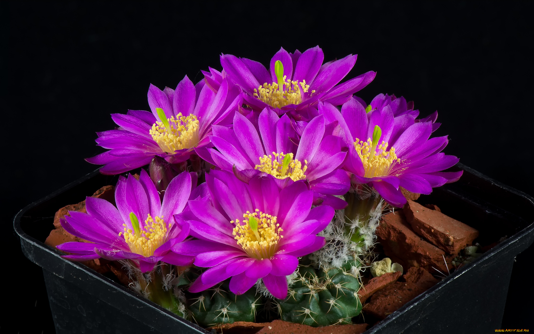 цветы, кактусы, цветок