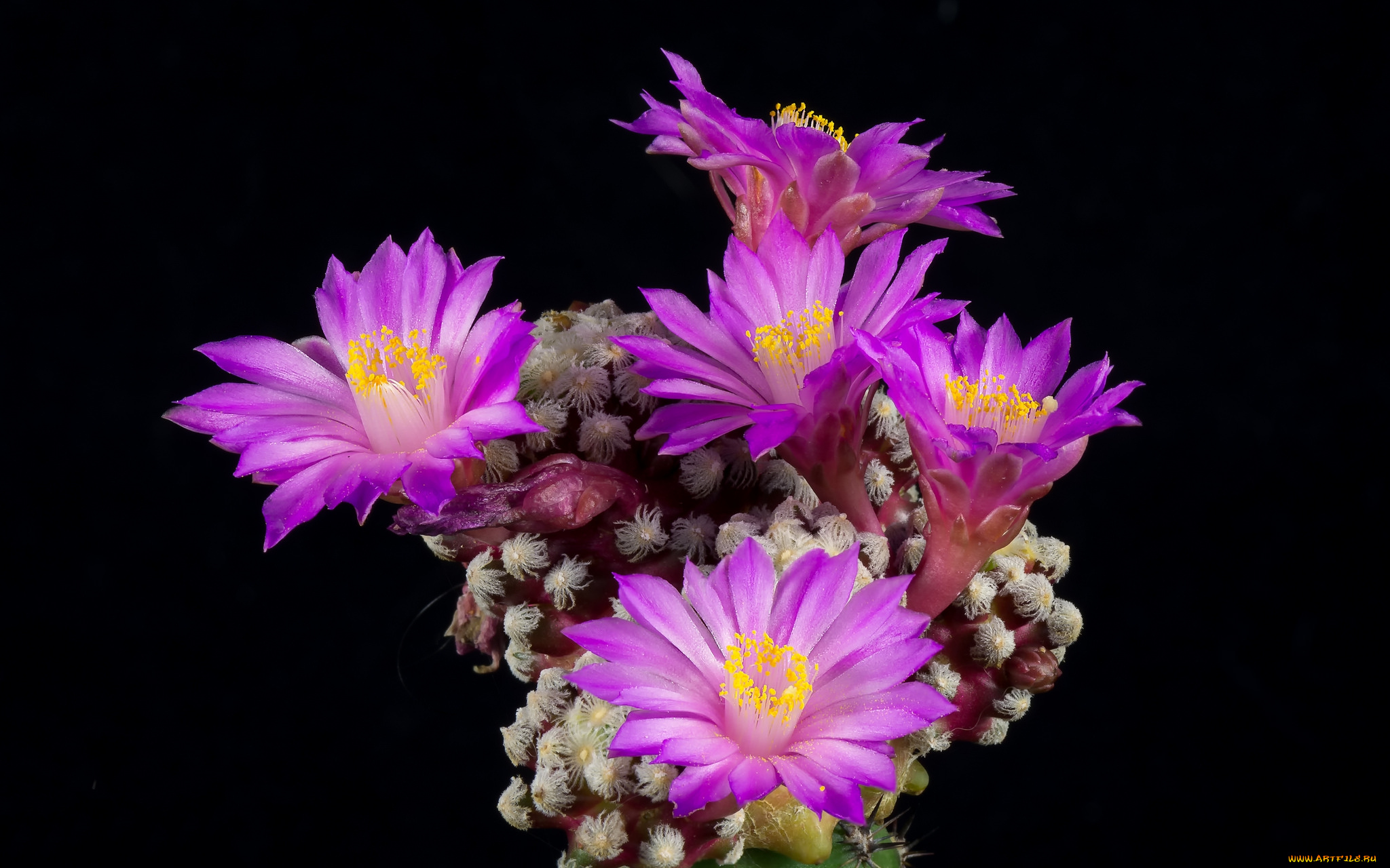 цветы, кактусы, цветок