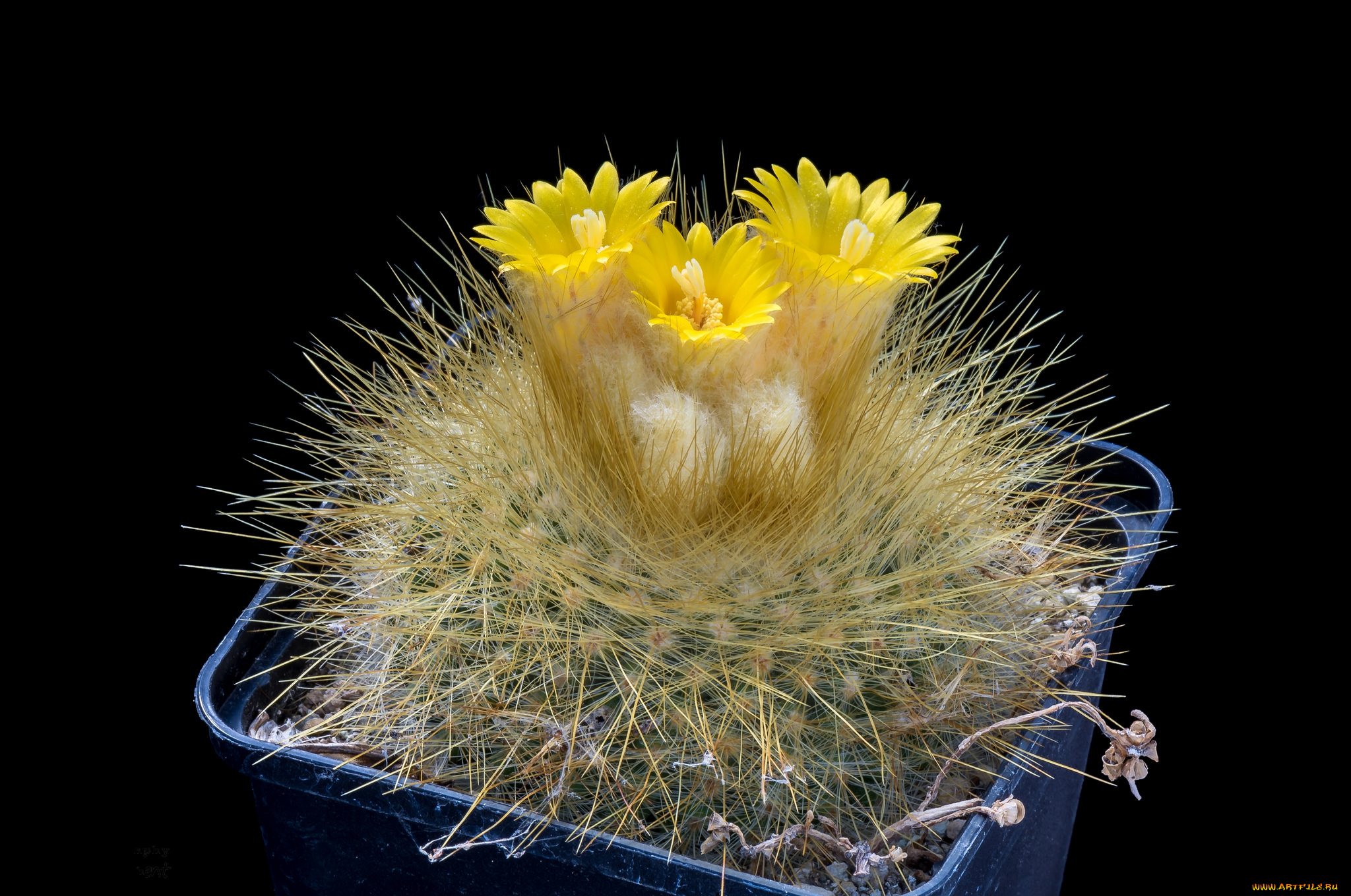 цветы, кактусы, цветок