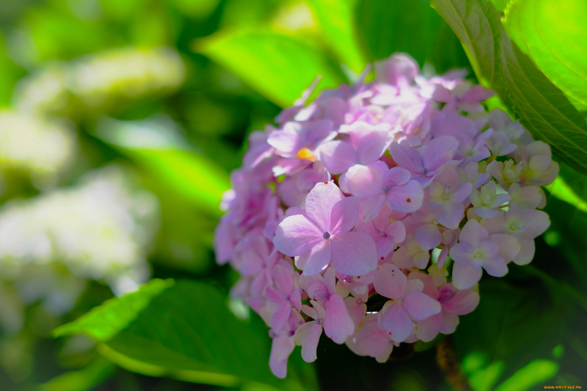 цветы, гортензия