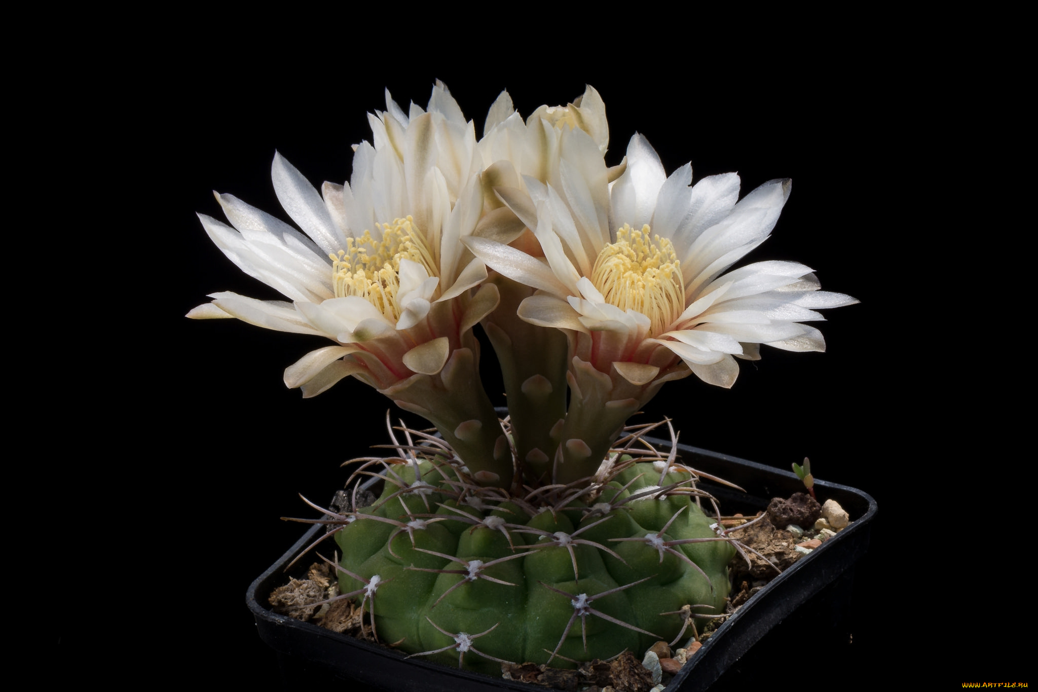 цветы, кактусы, цветок