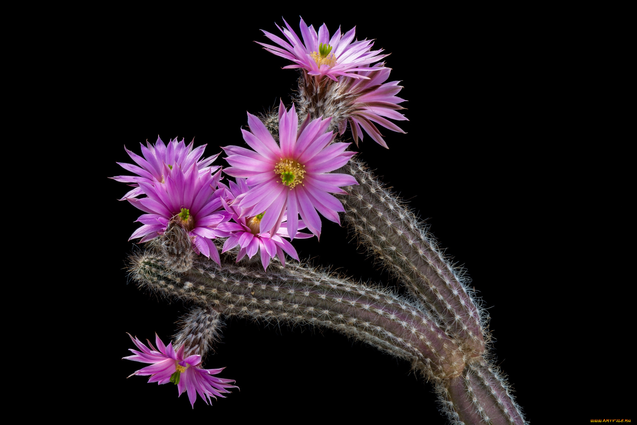 цветы, кактусы, цветок