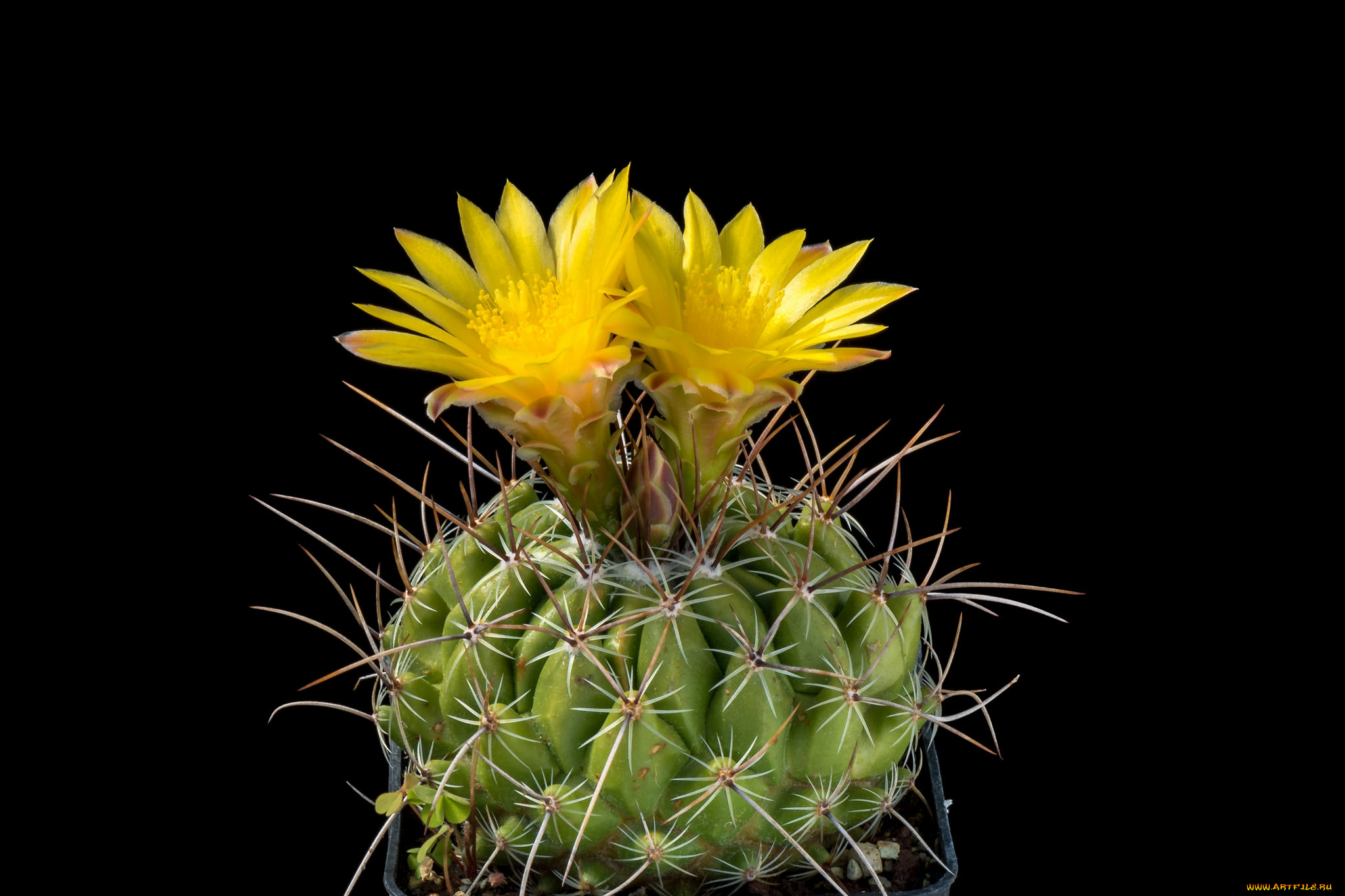 цветы, кактусы, цветок