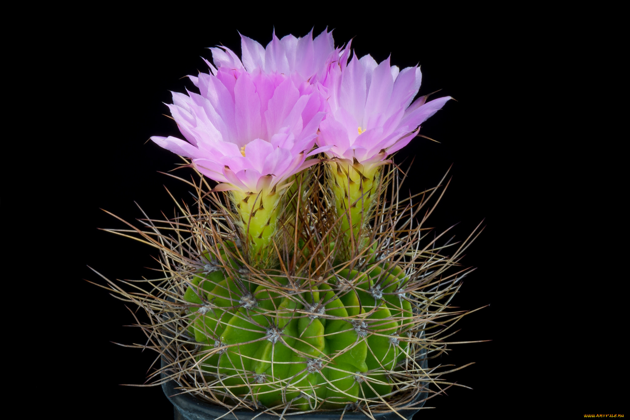 цветы, кактусы, цветок