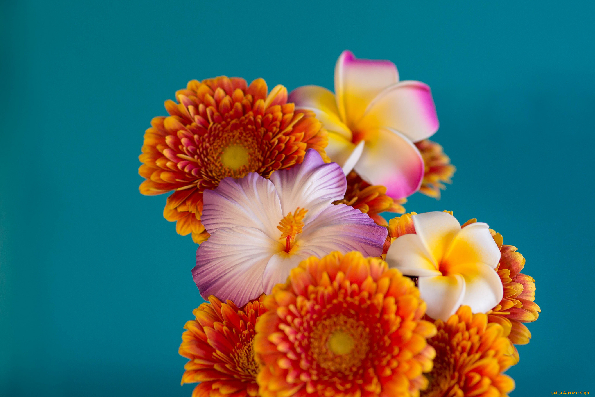 цветы, разные, вместе, герберы, букет, фон, плюмерия, гибискус