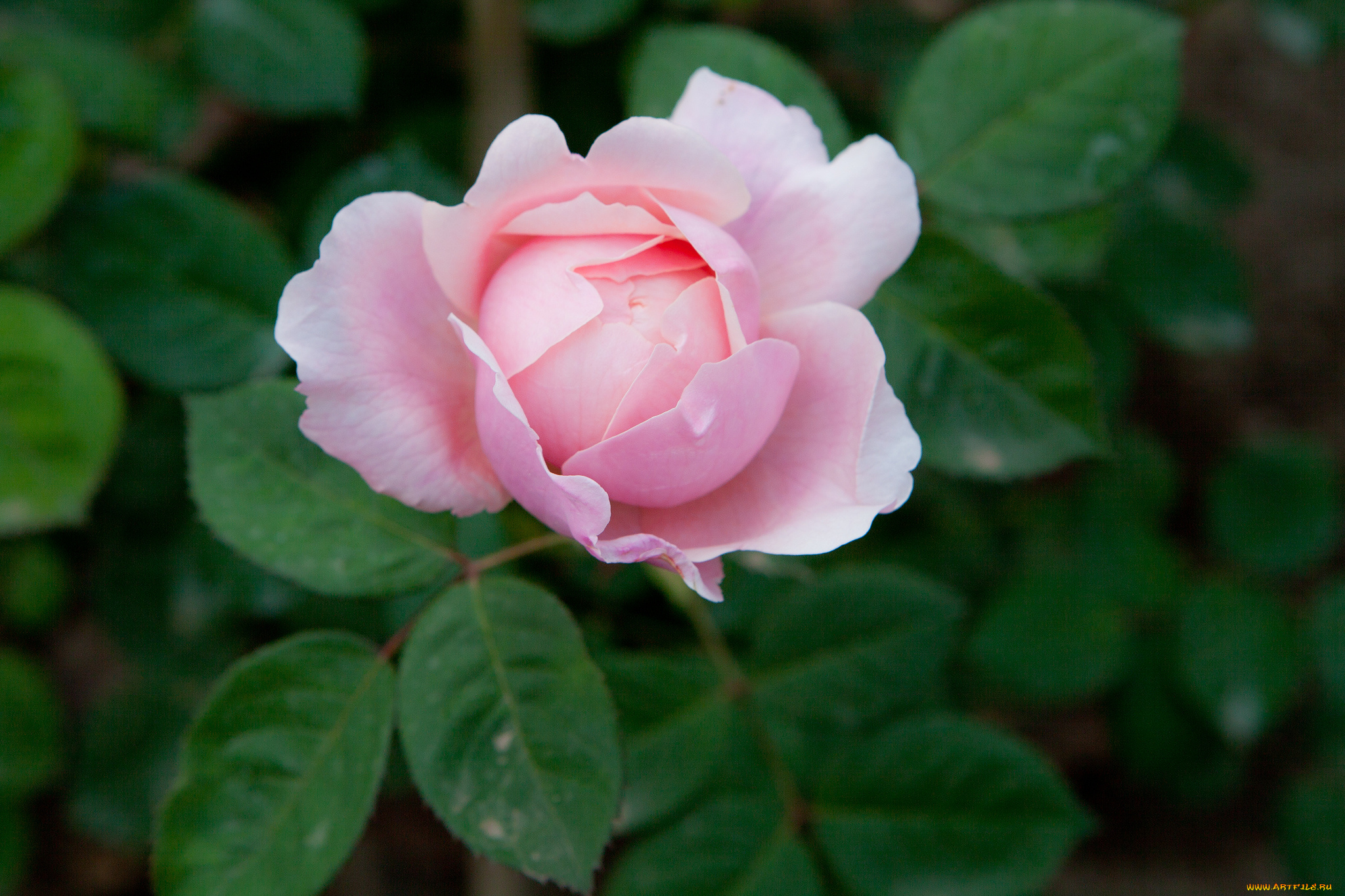 цветы, розы, бутон, лепестки