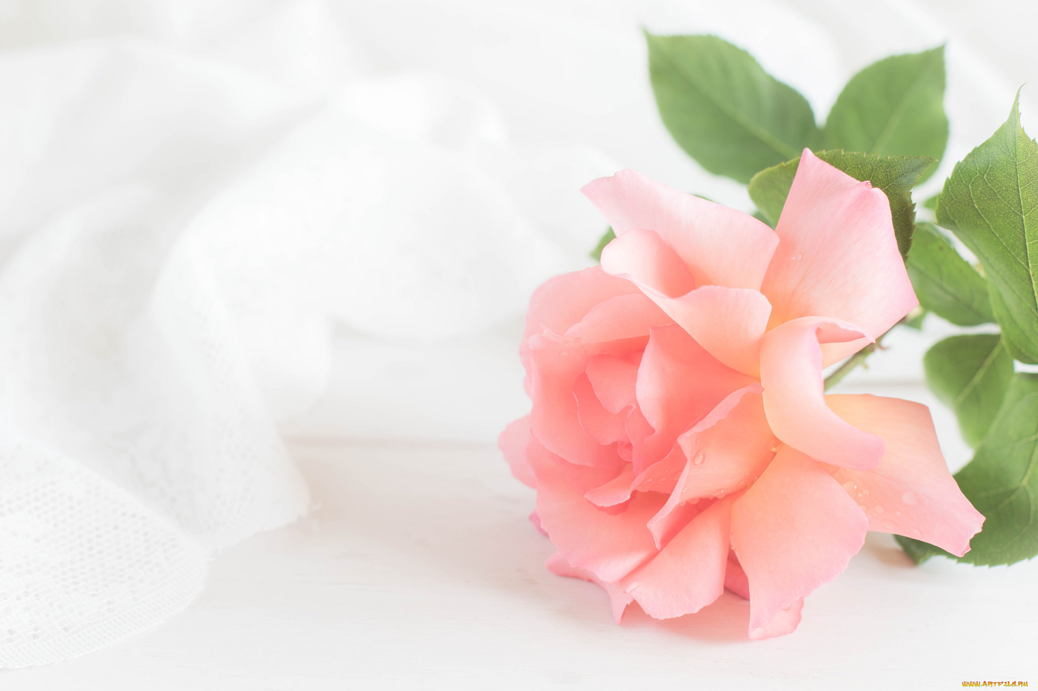 цветы, розы, роза