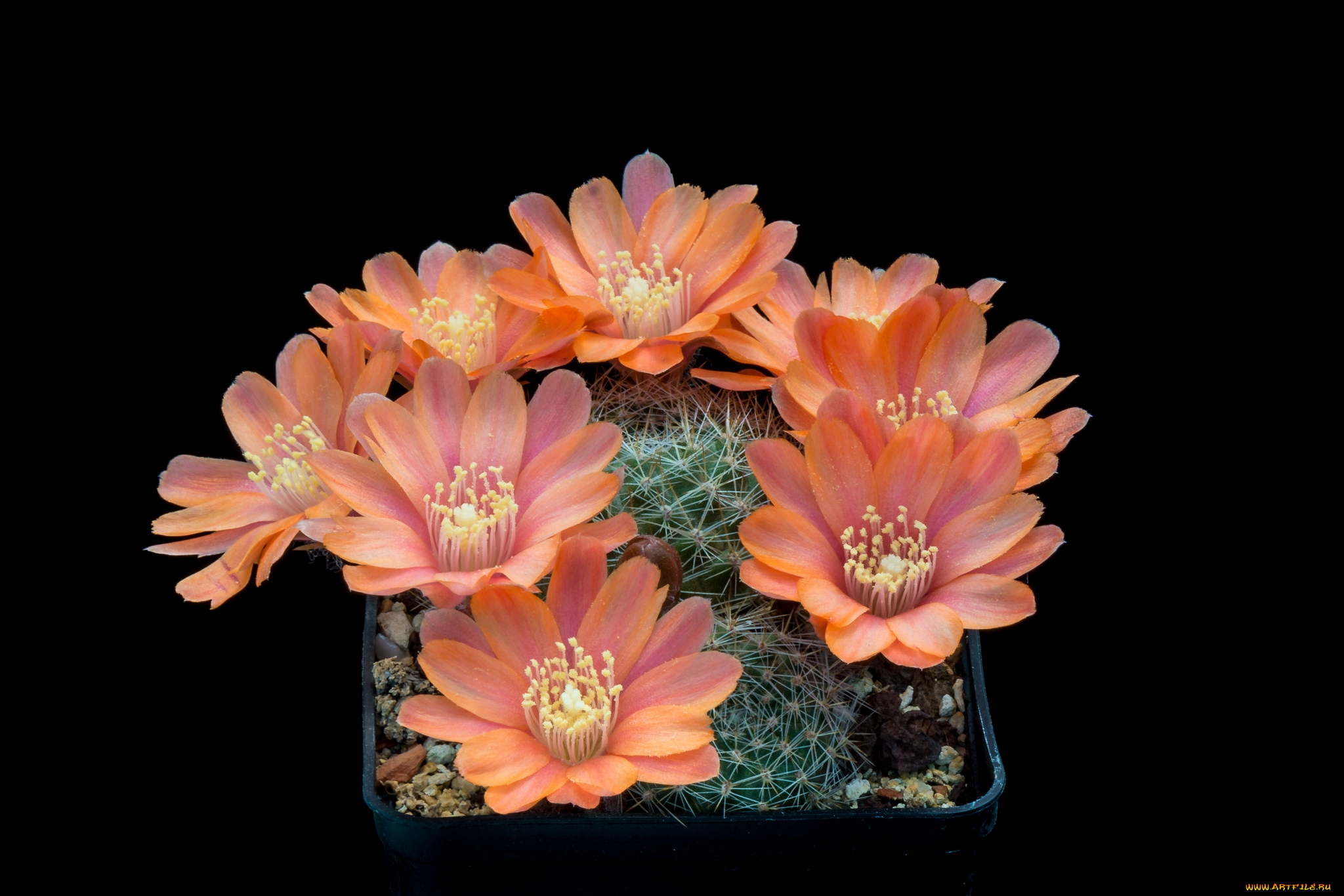 цветы, кактусы, цветок