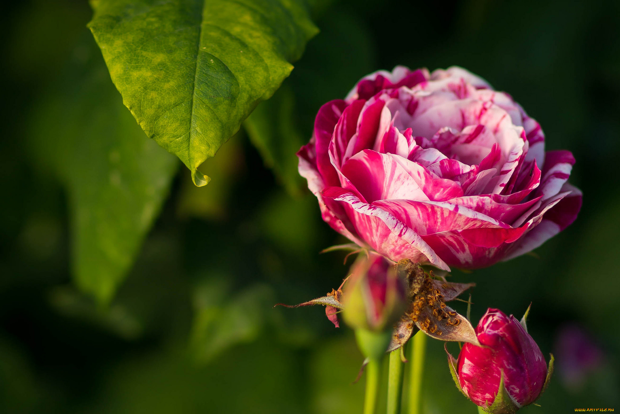 цветы, розы, бутоны, роза, макро, лист