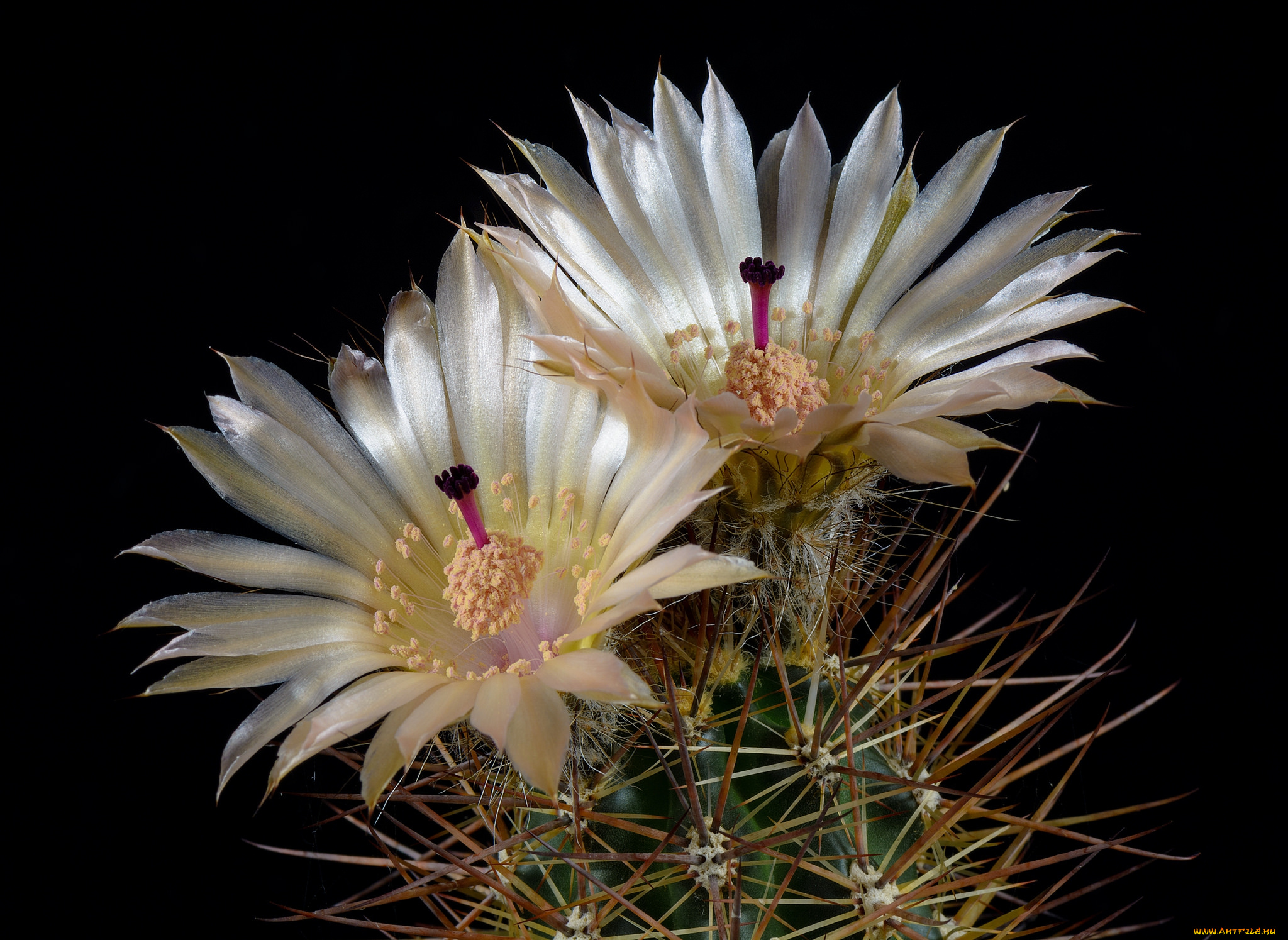 цветы, кактусы, цветок