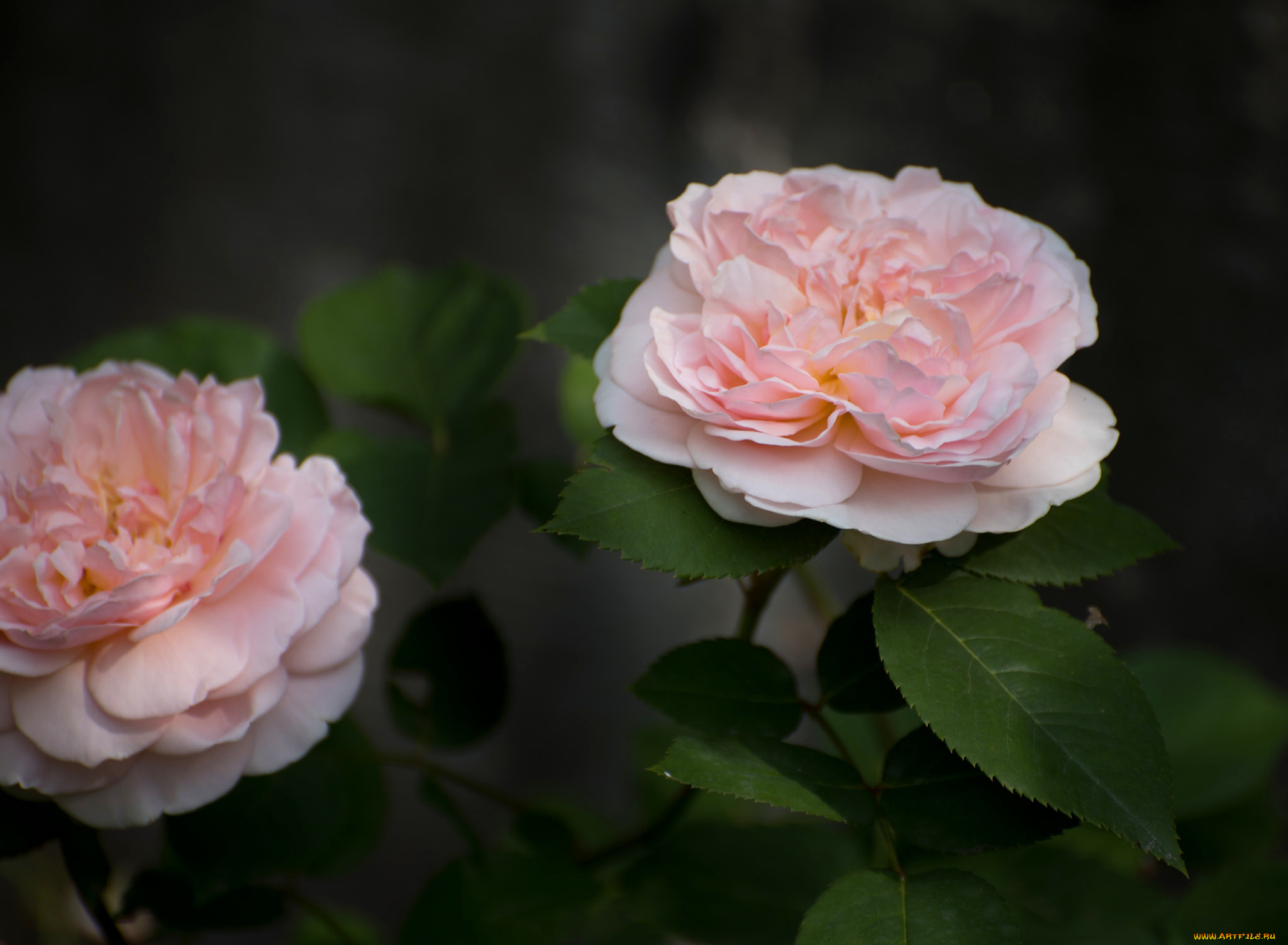 цветы, розы