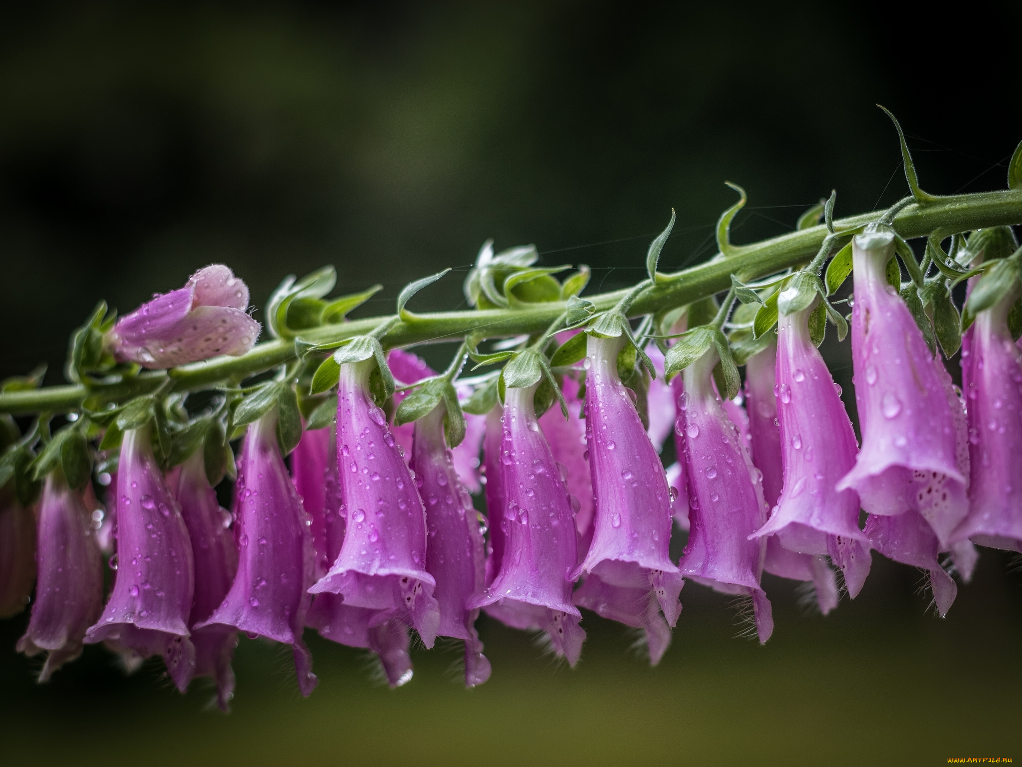 цветы, дигиталис, , наперстянка, дигиталис, фон, макро