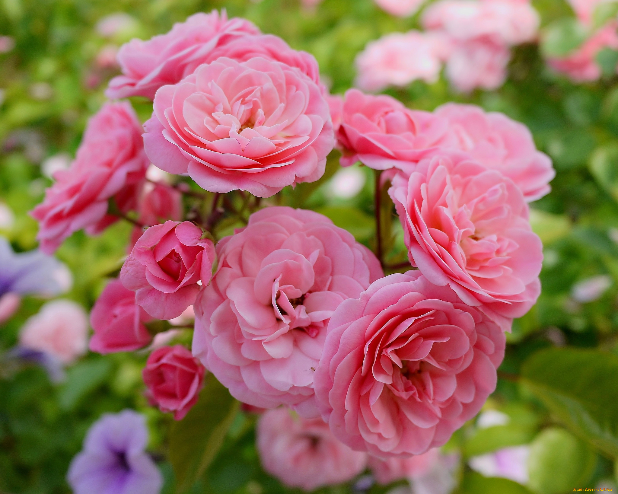 цветы, розы