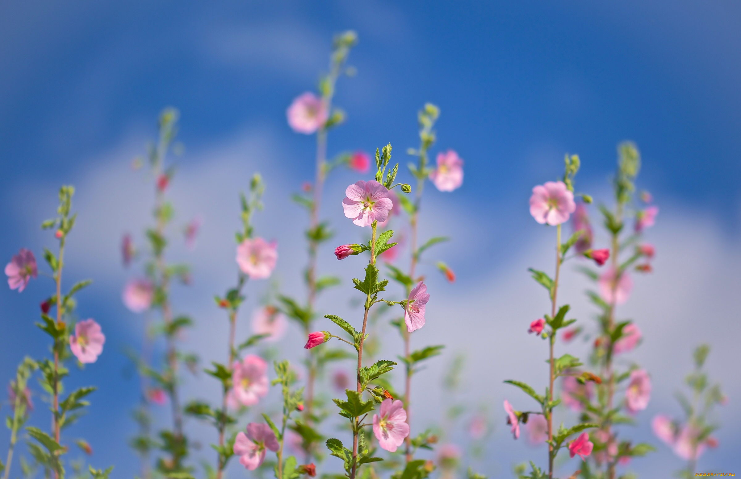 цветы, лаватера