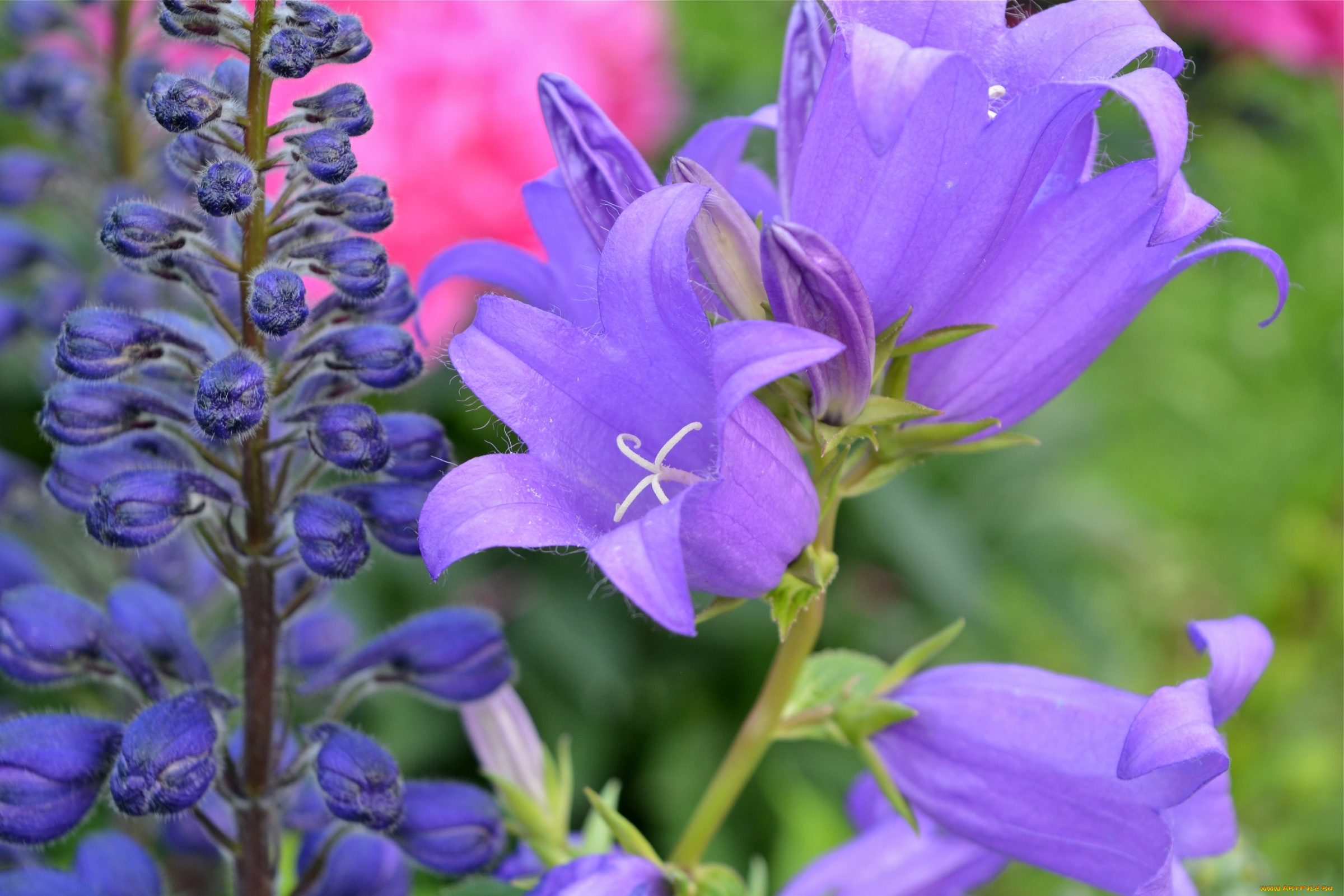 цветы, колокольчики