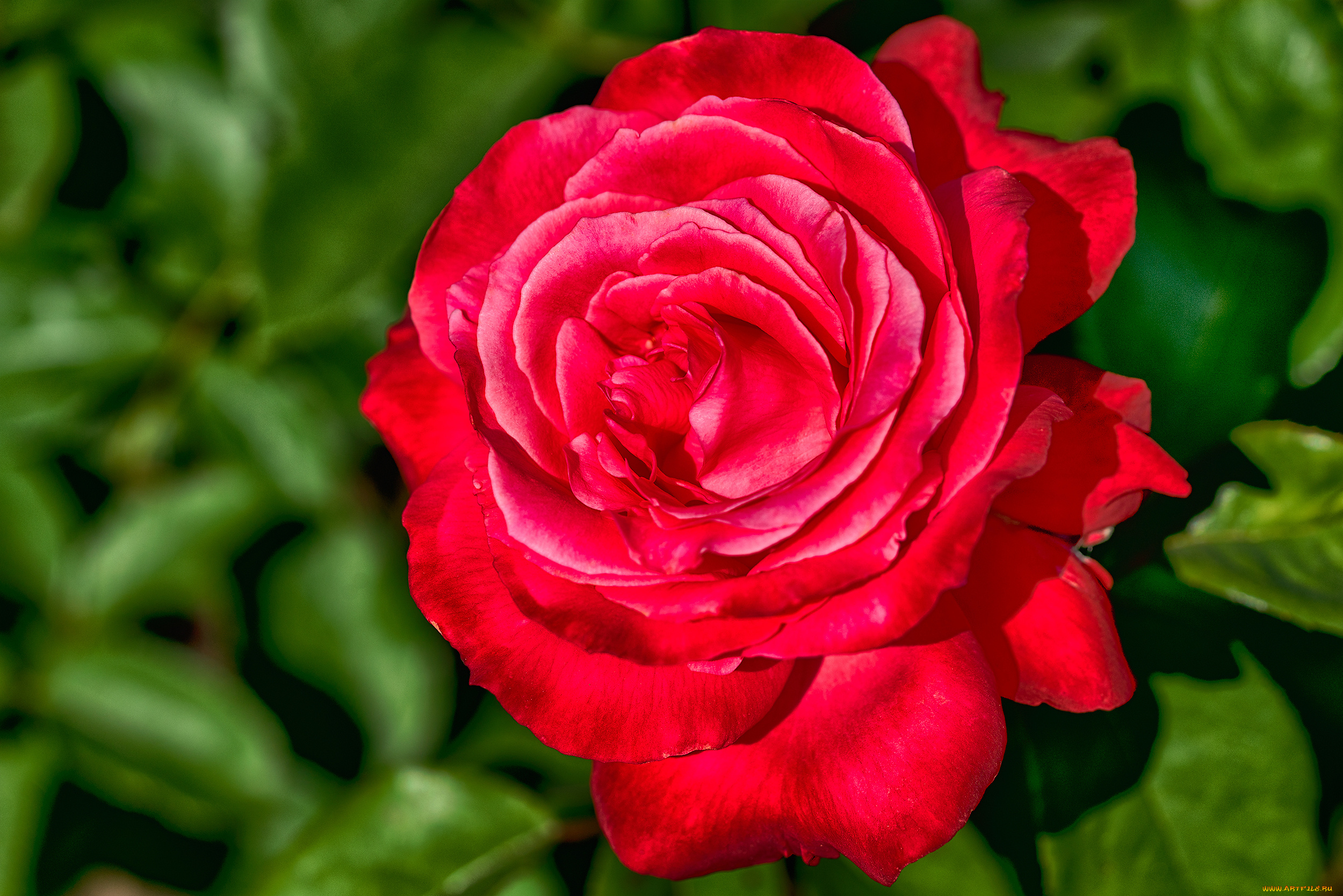 цветы, розы, роза