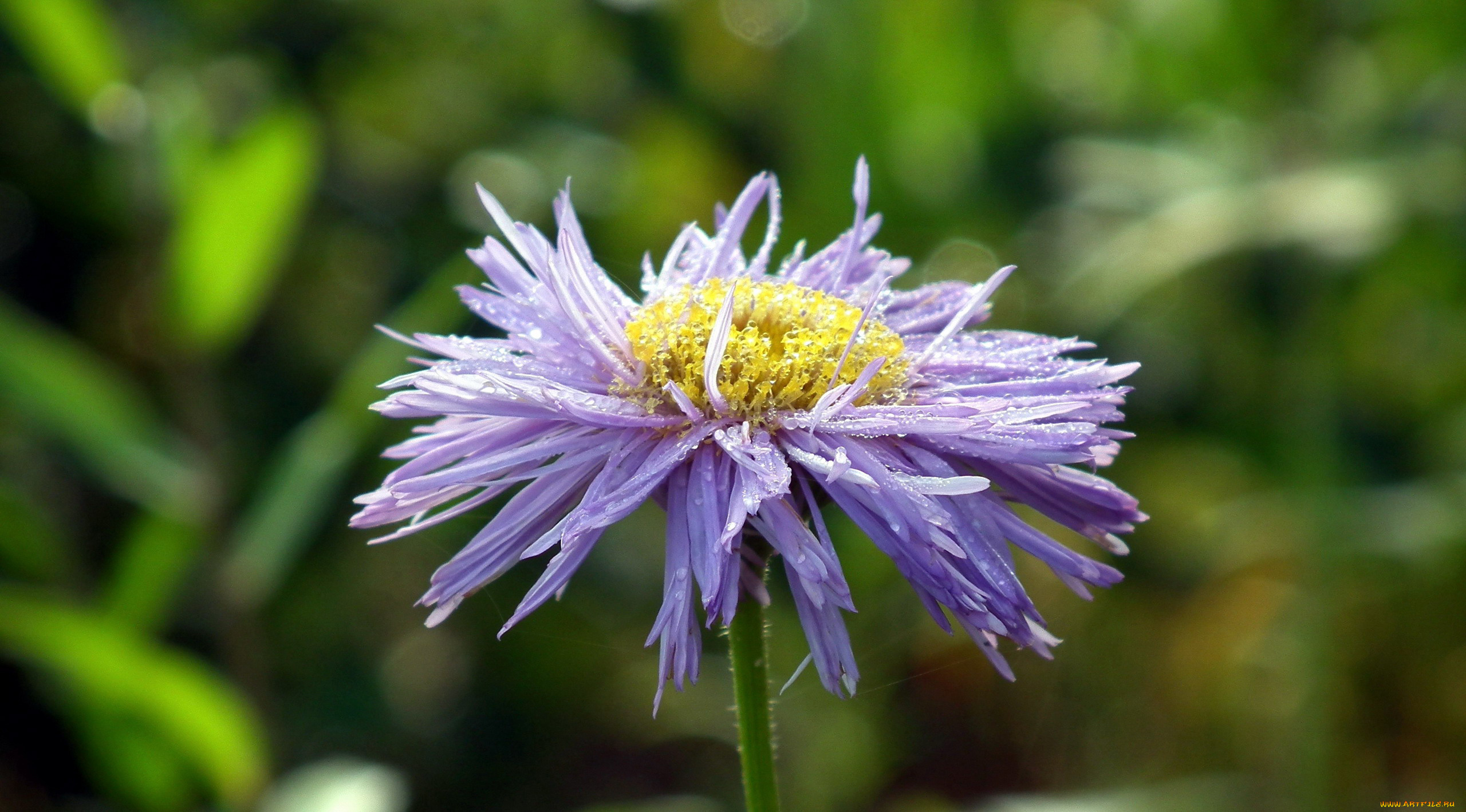 цветы, астры, капли