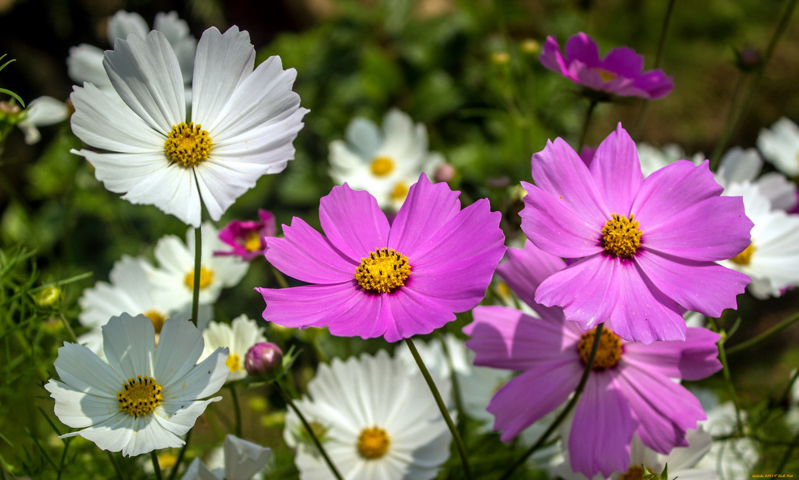 цветы, космея, розовый, белый