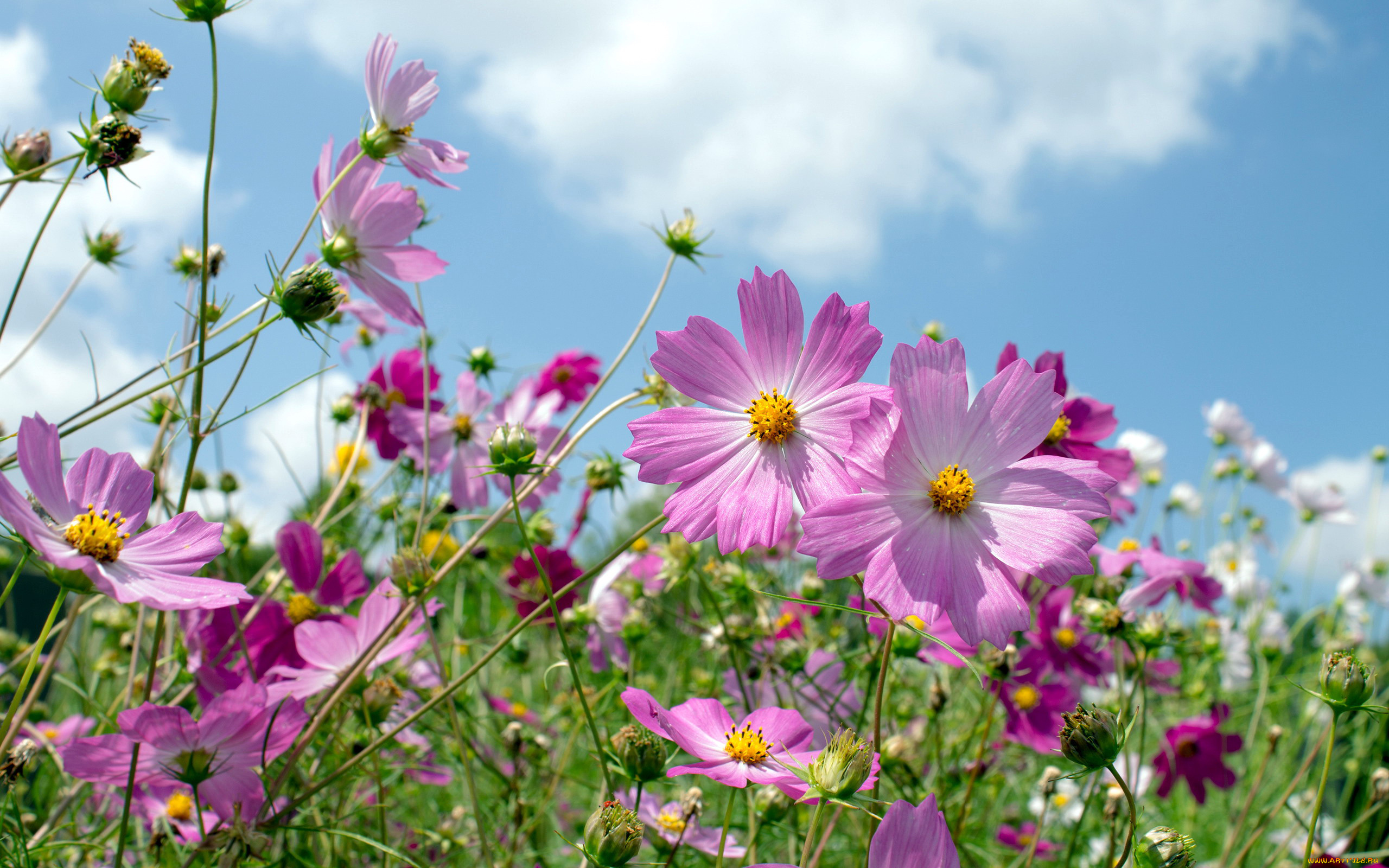 цветы, космея, розовый
