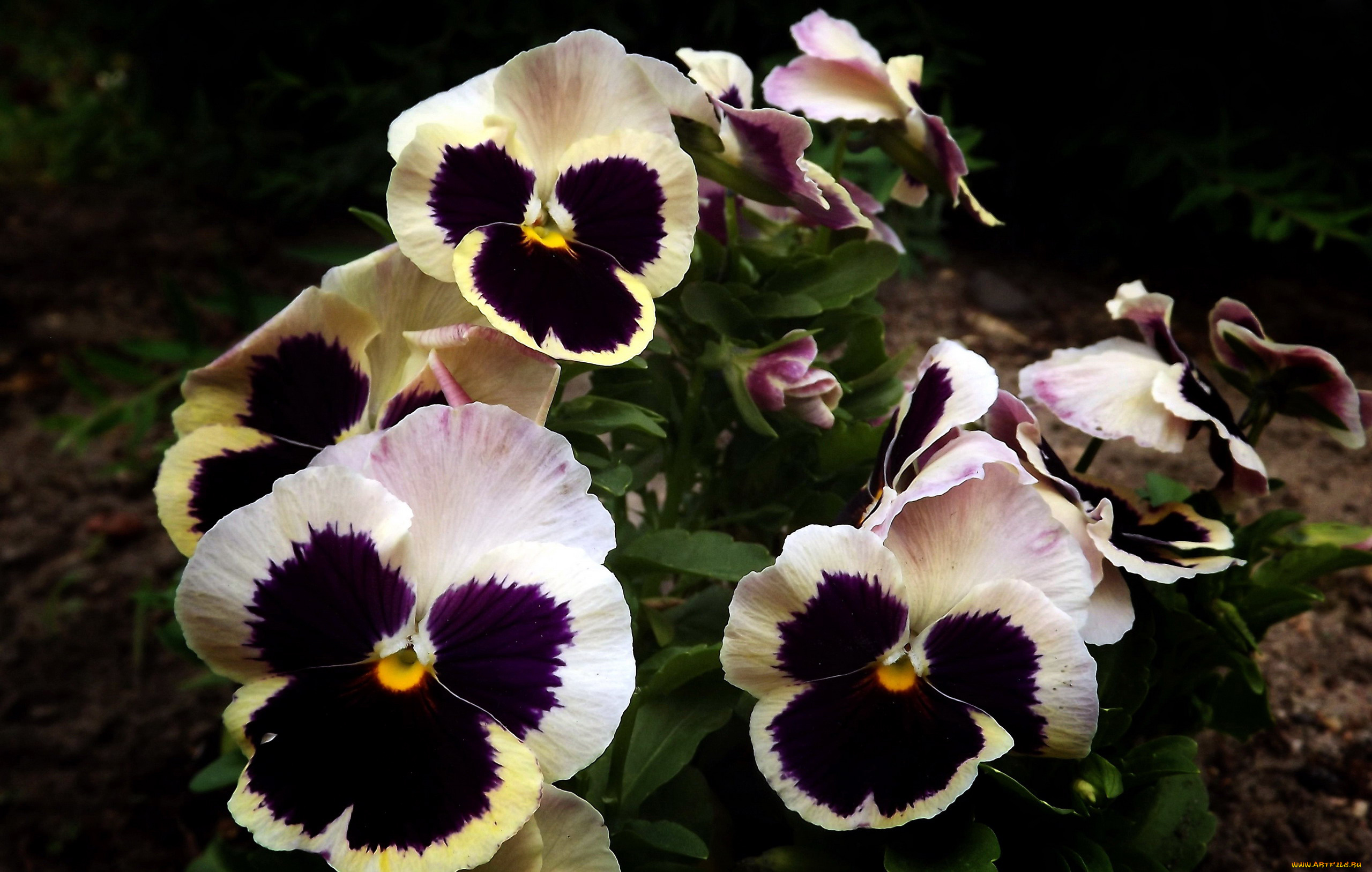 цветы, анютины, глазки, , садовые, фиалки, разноцветные