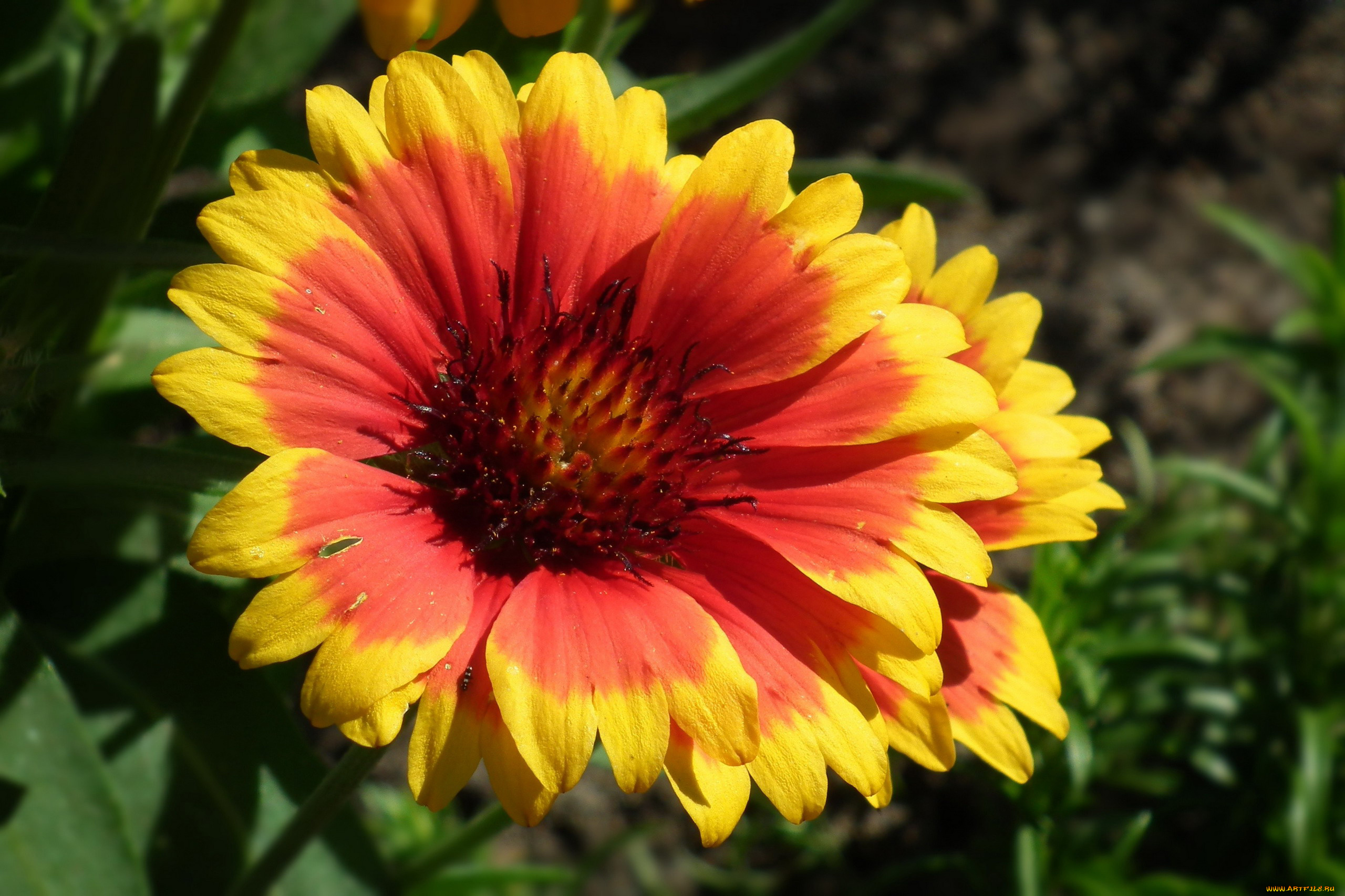 цветы, рудбекия, яркий, макро