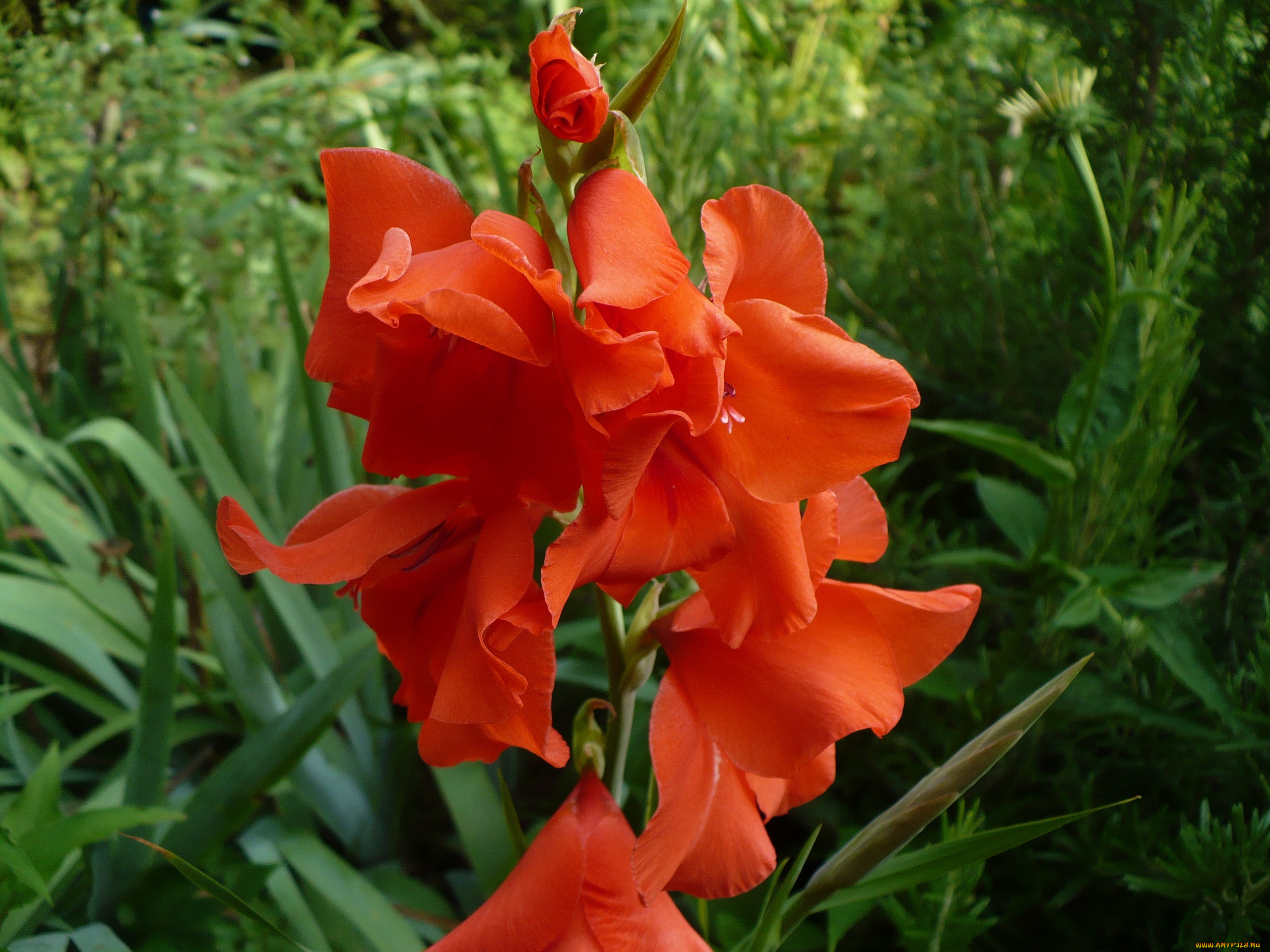 цветы, гладиолусы, алый
