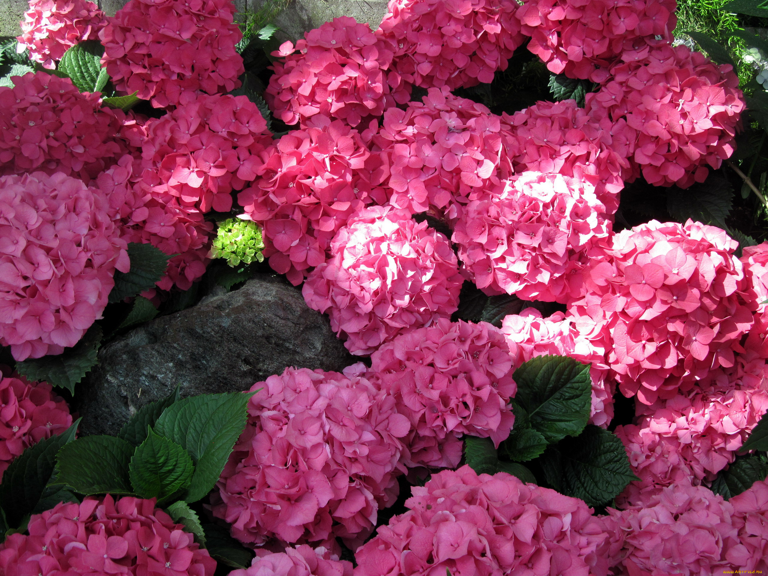 цветы, гортензия, розовый