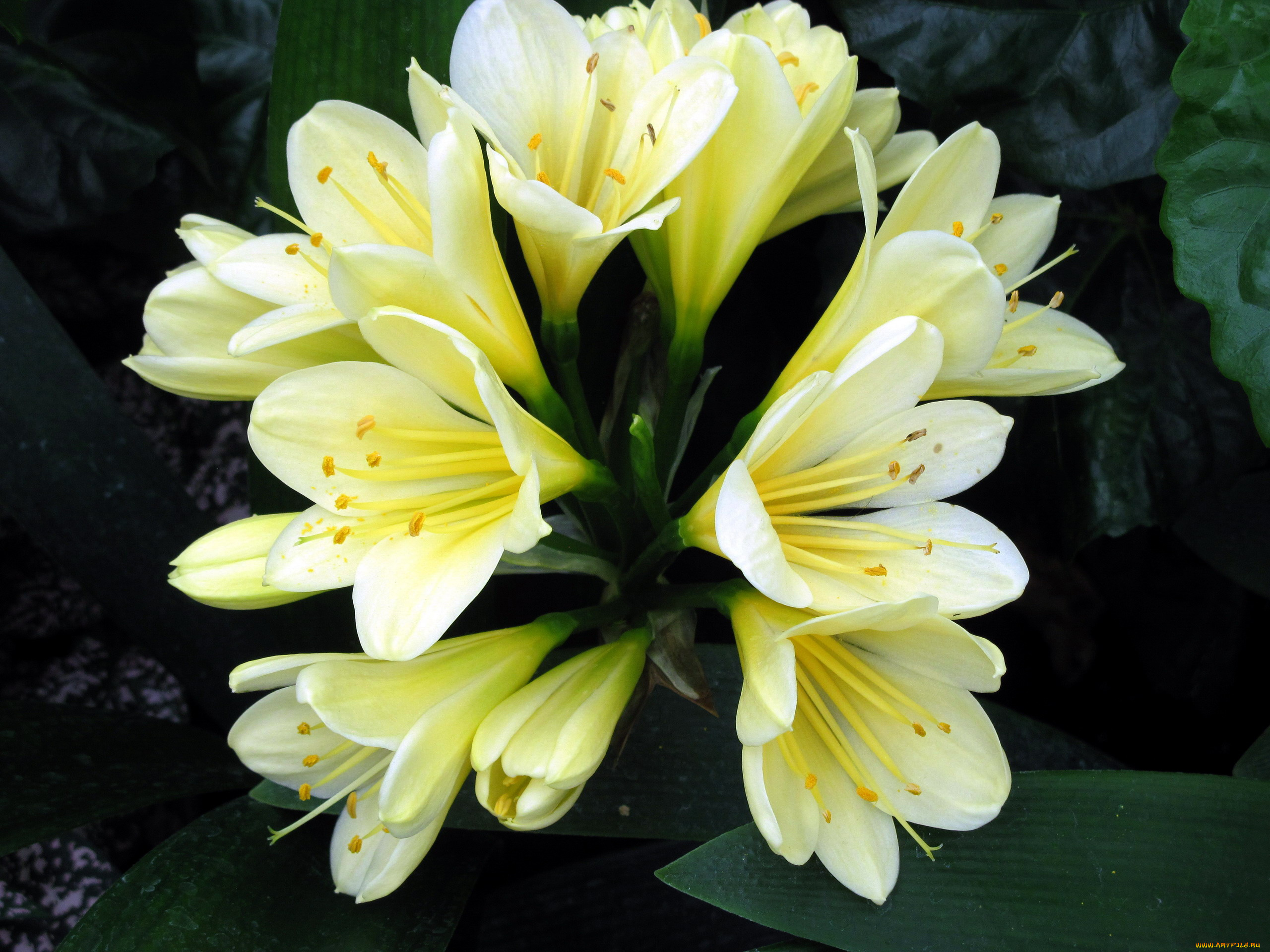 цветы, кливия, соцветия