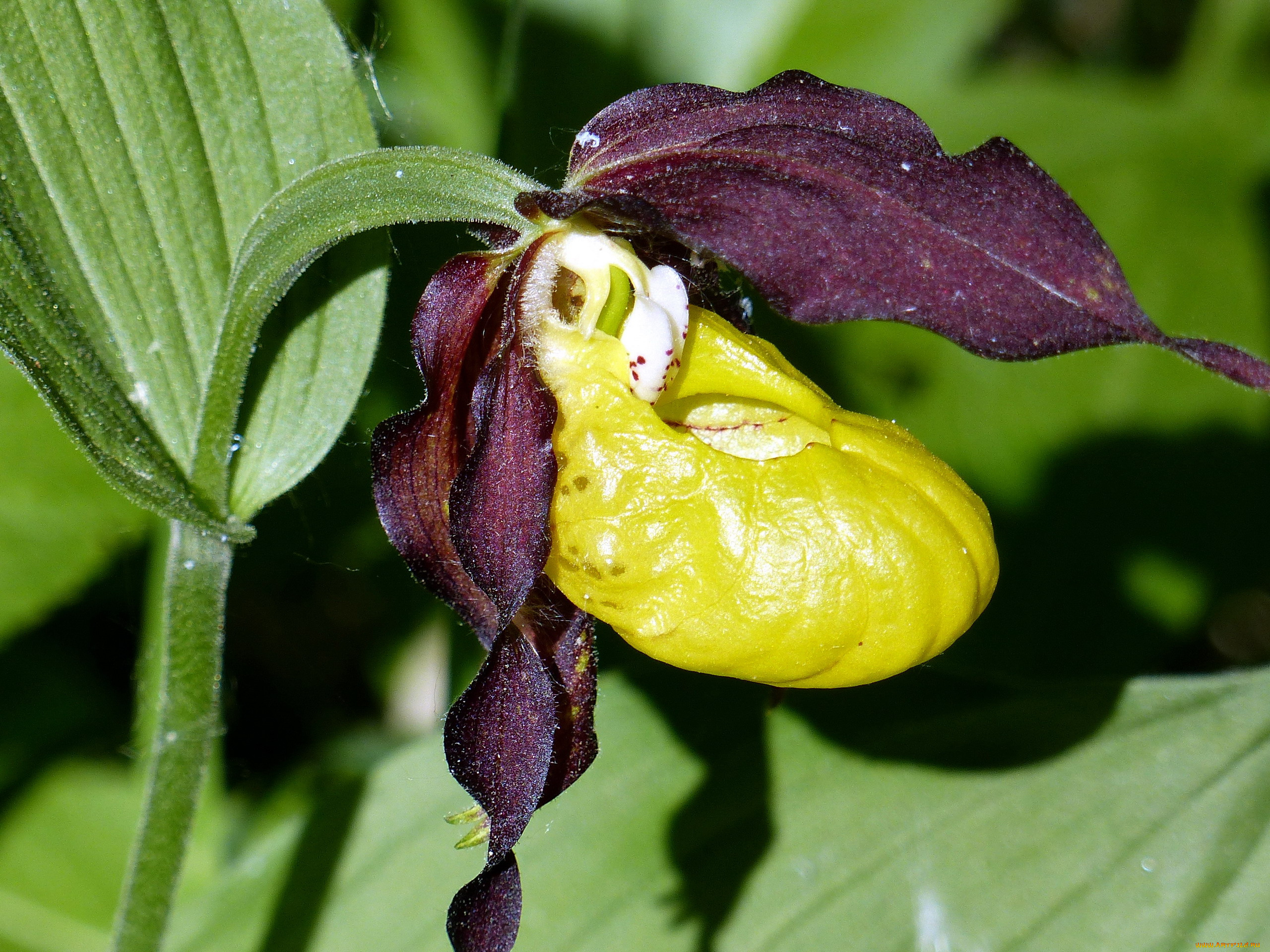 цветы, орхидеи, дикая, башмачок, венерин, орхидея