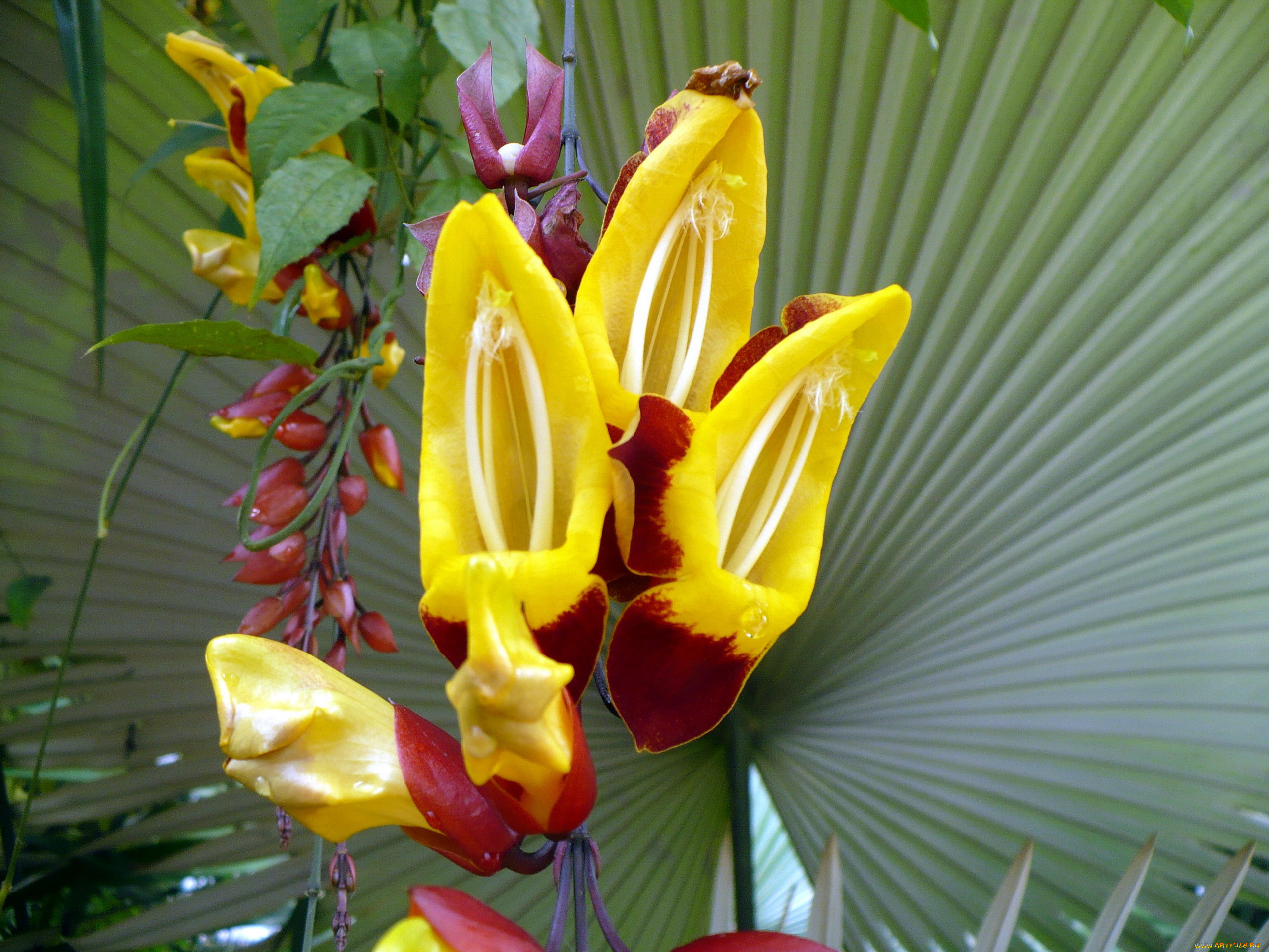 цветы, орхидеи, экзотика