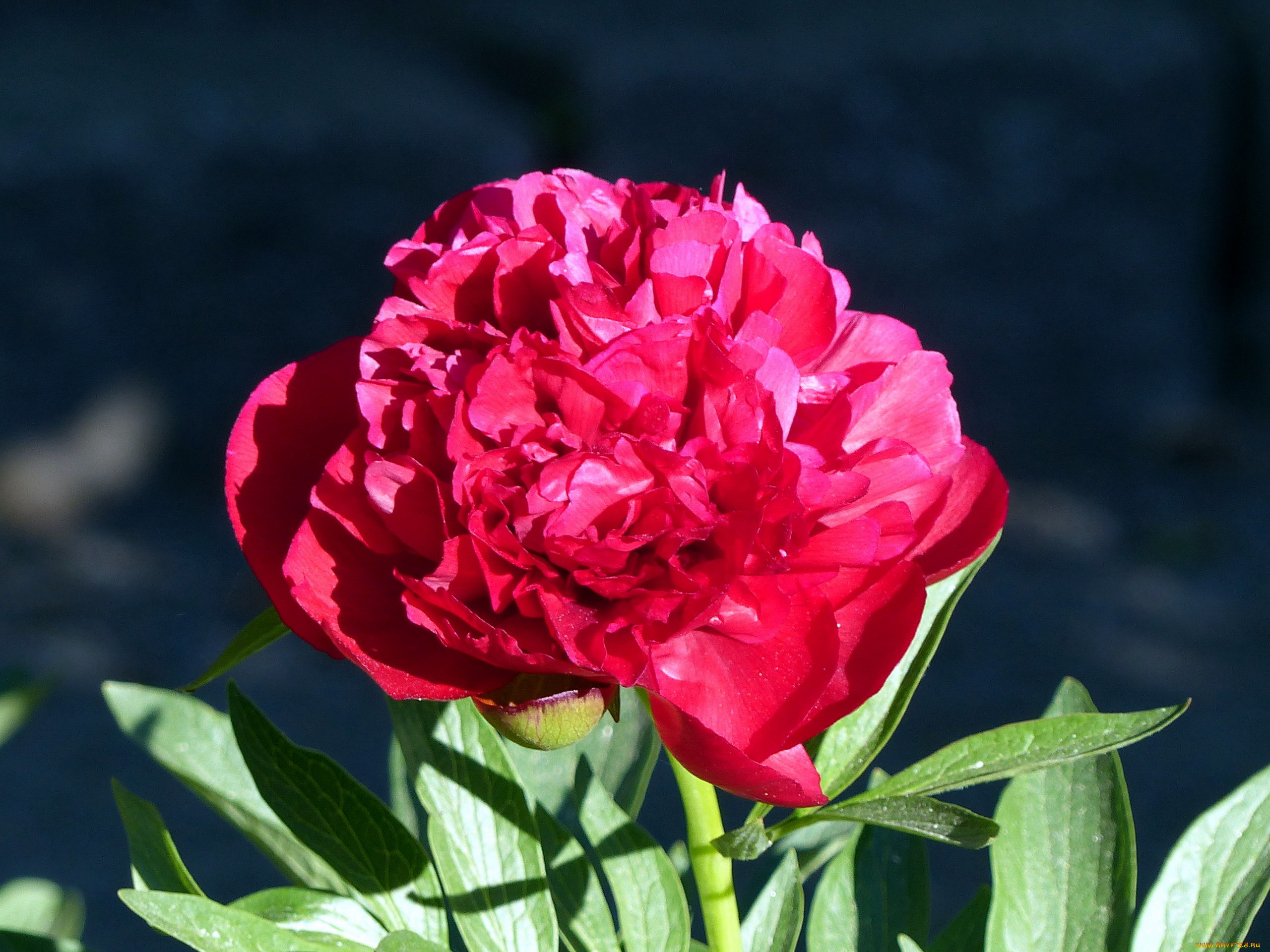 цветы, пионы, макро, розовый