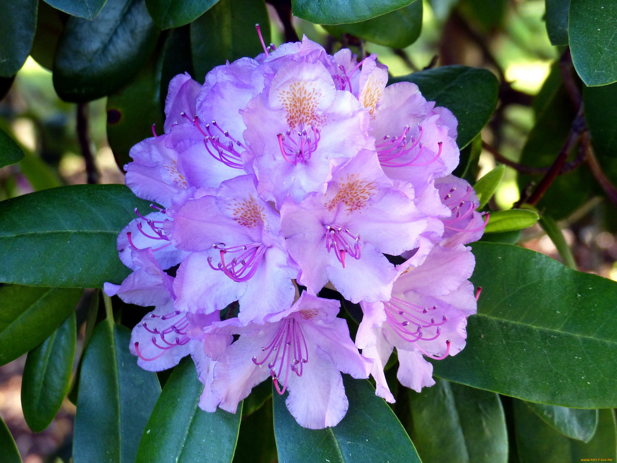 цветы, рододендроны, , азалии, соцветие