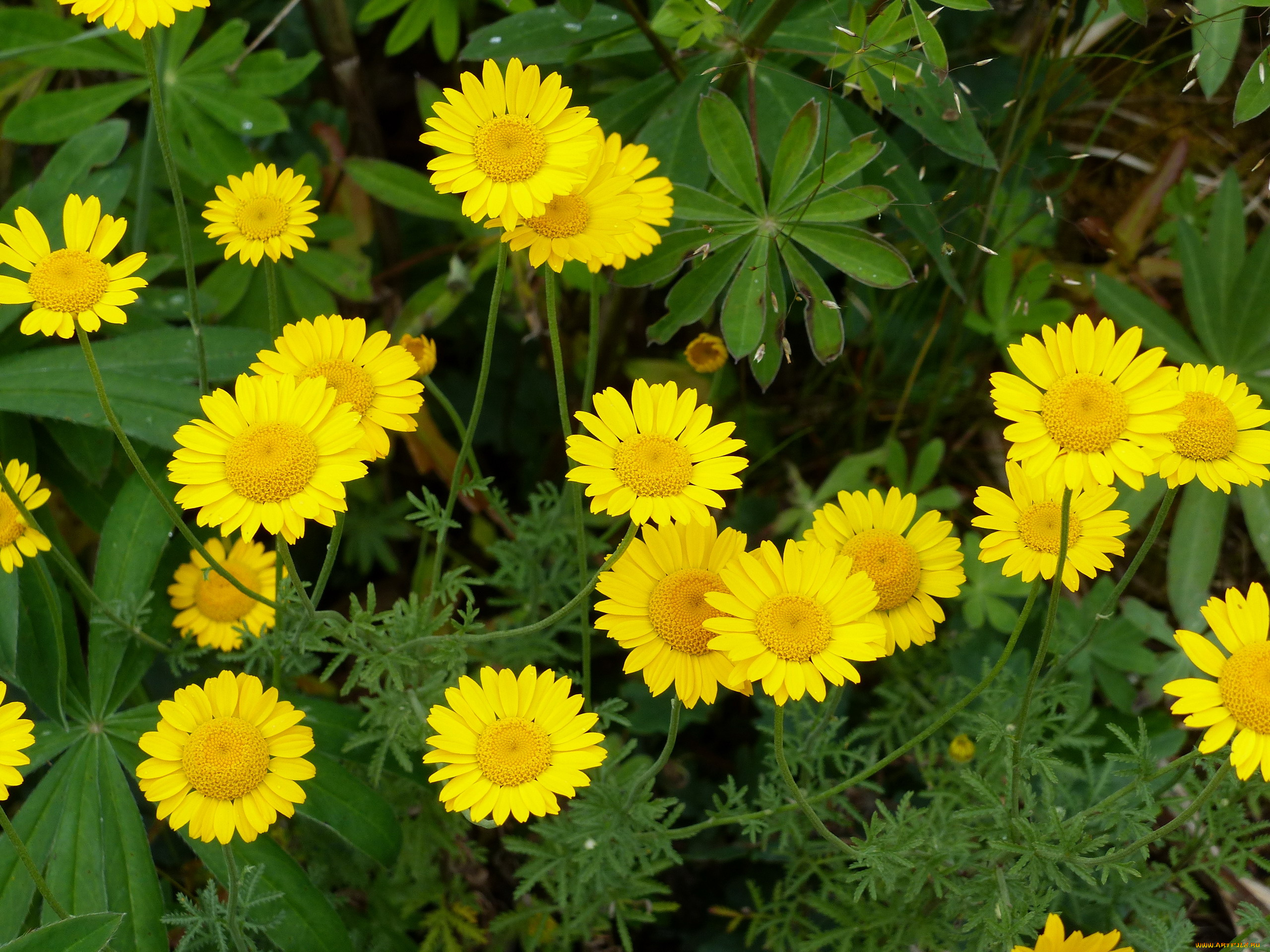 цветы, ромашки, желтый