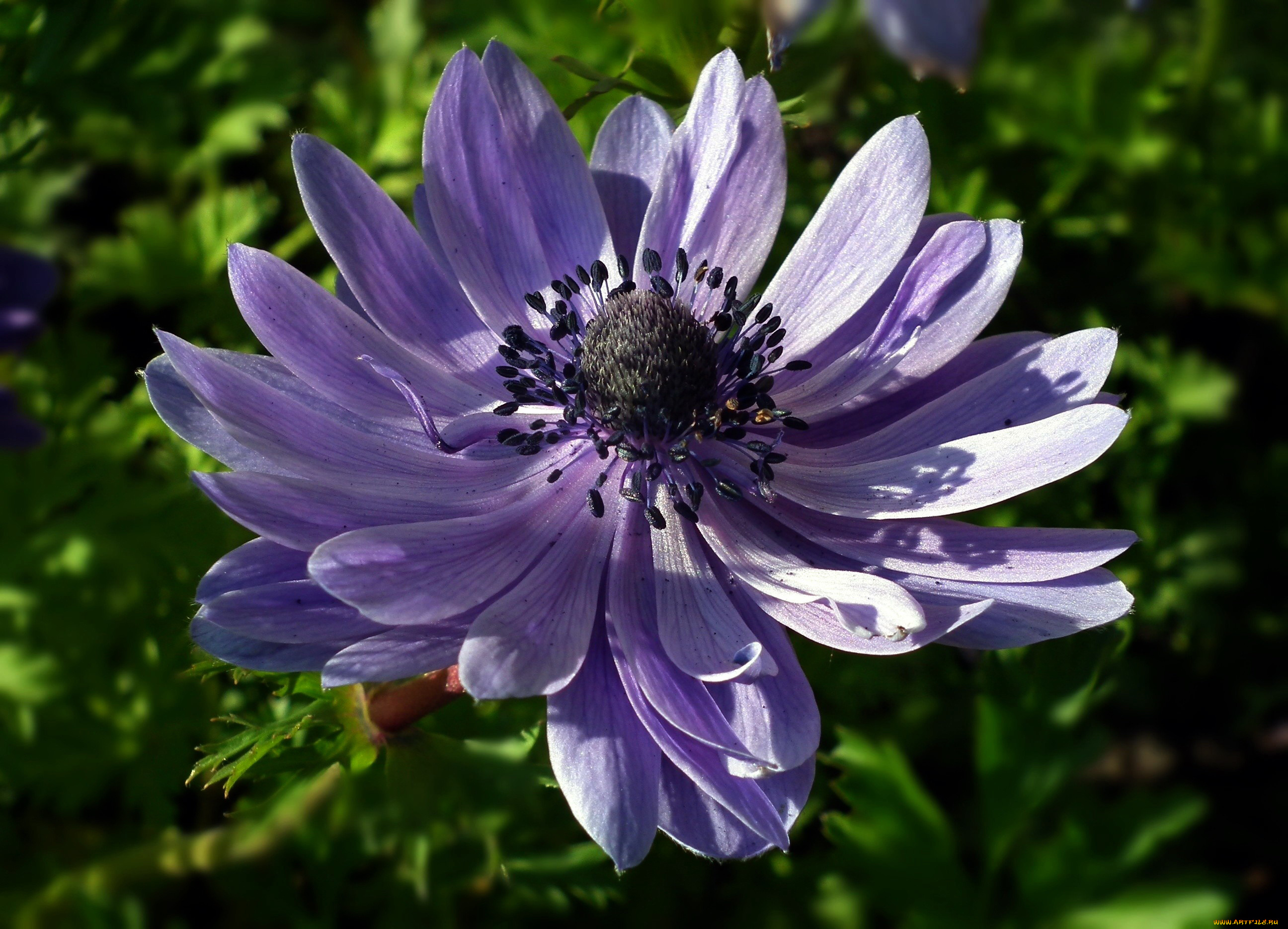 цветы, анемоны, , сон-трава, макро