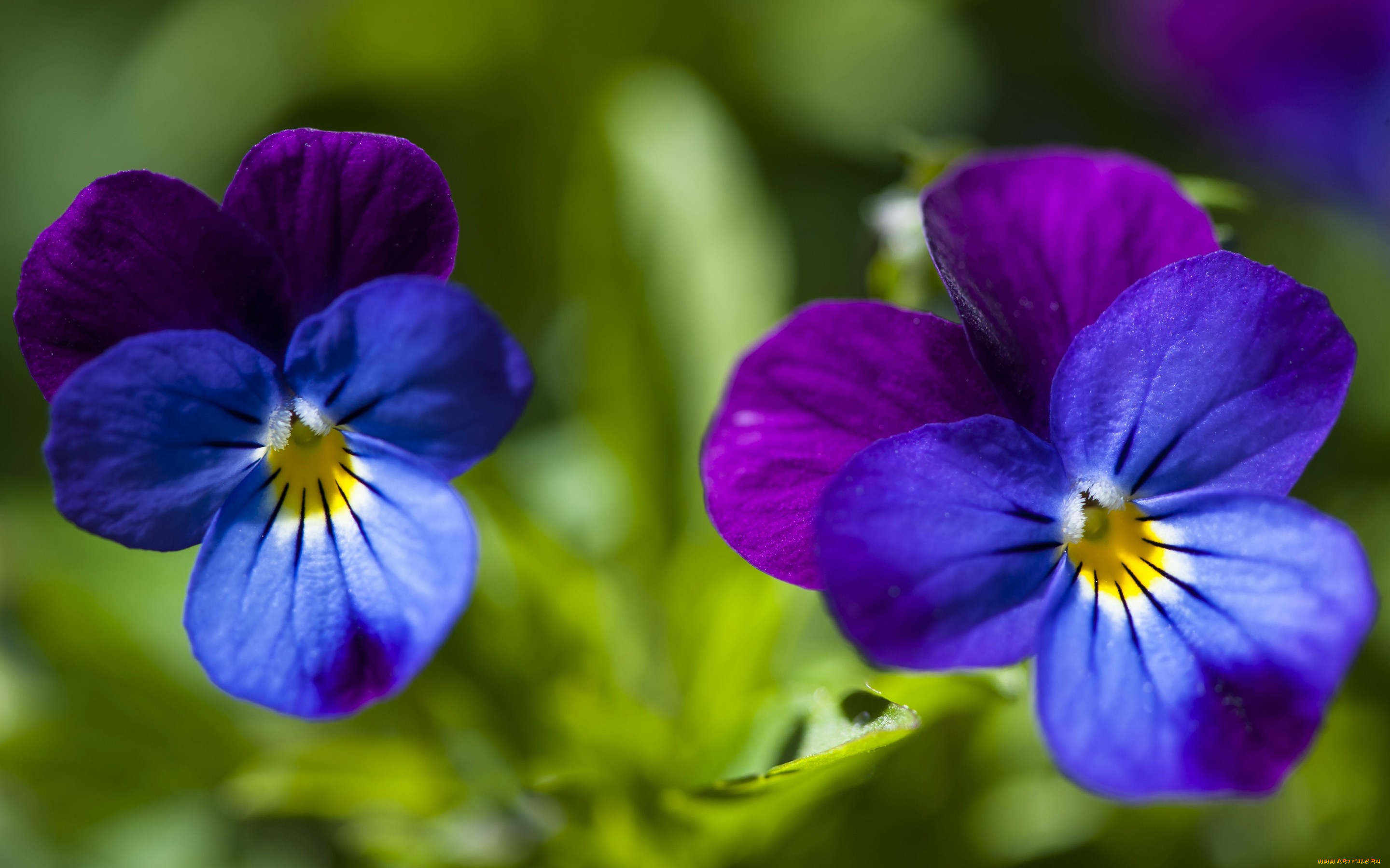 цветы, анютины, глазки, , садовые, фиалки, анютины-глазки