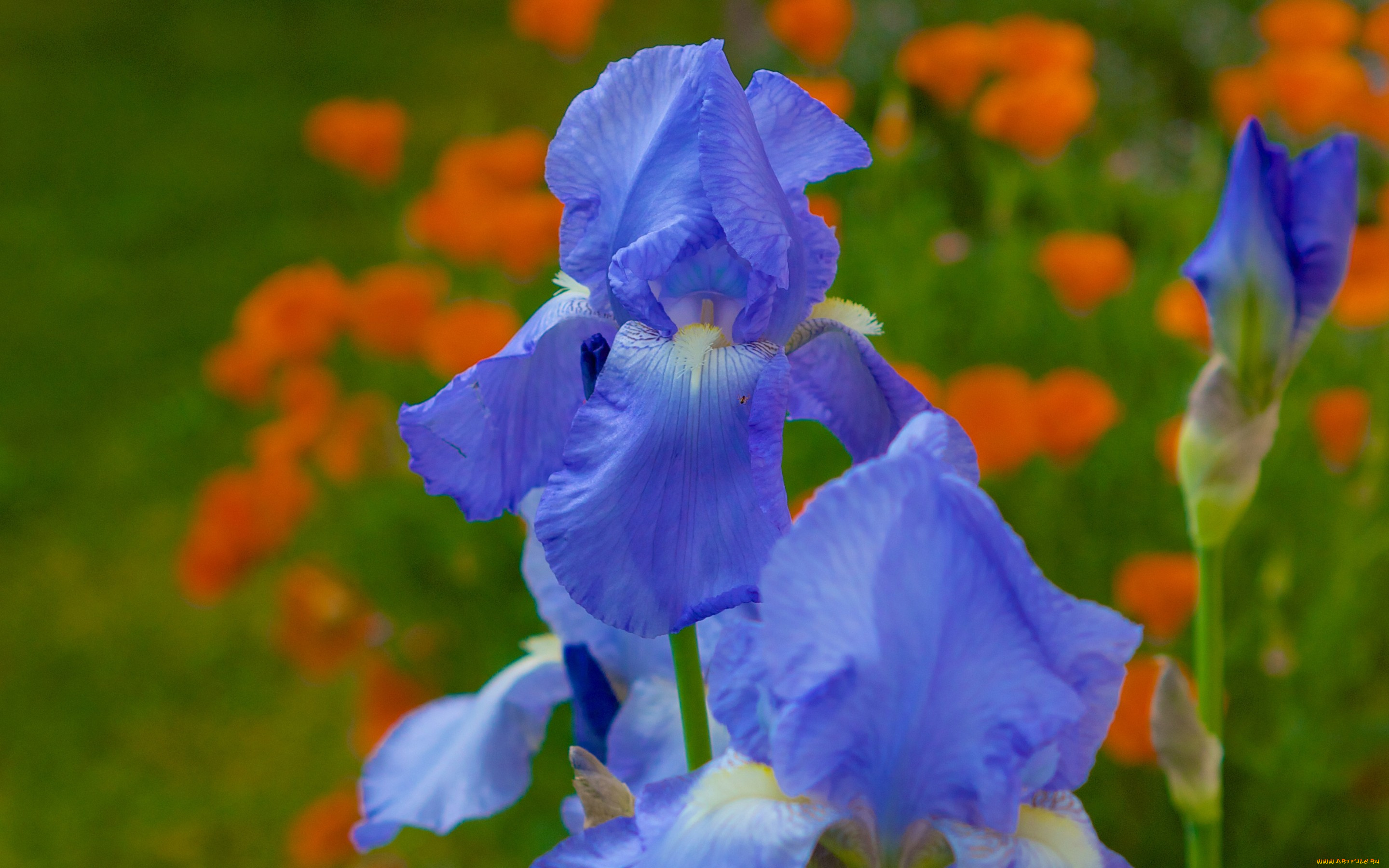 цветы, ирисы